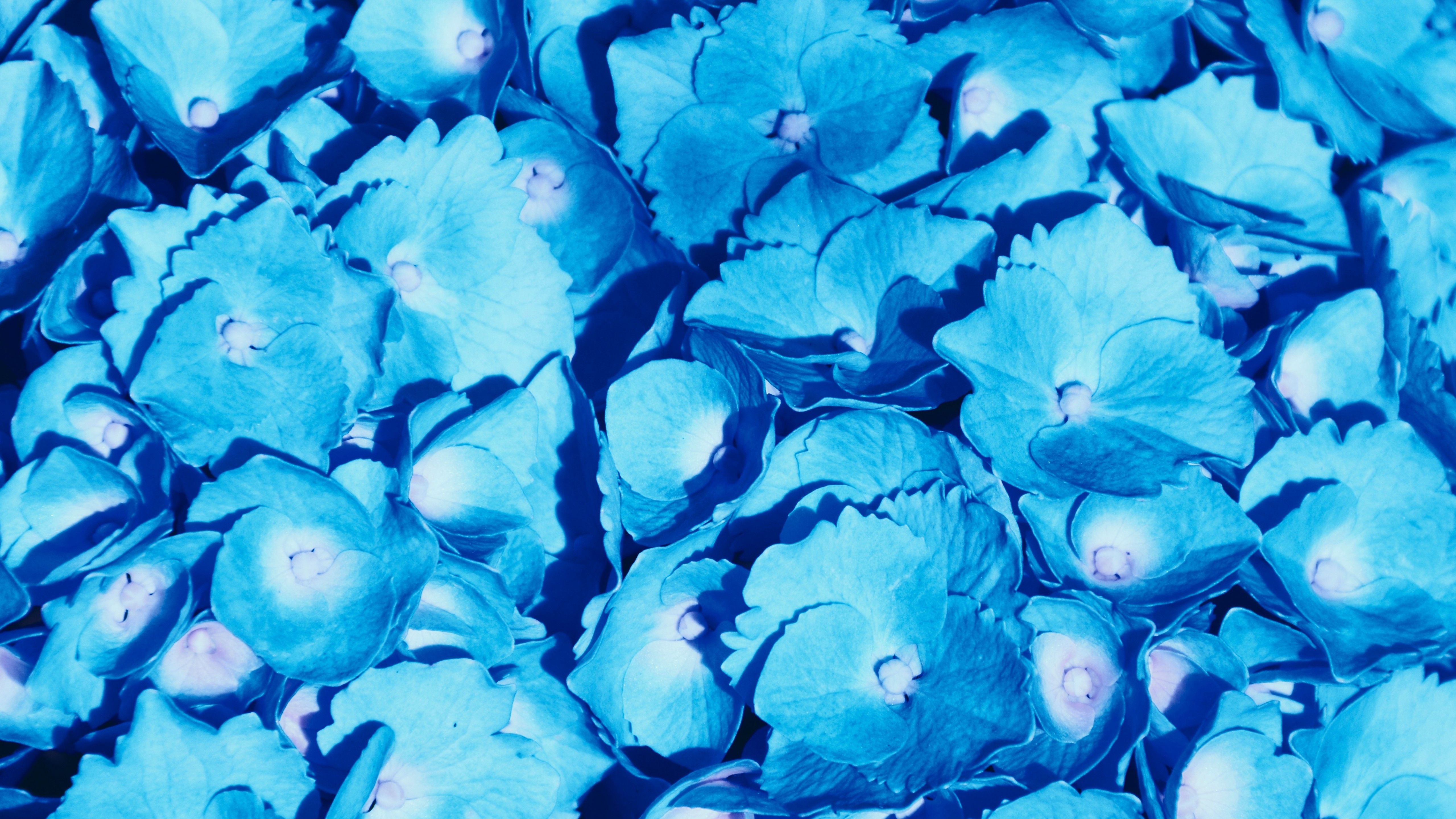 Hydrangea Flowers 4K Wallpaper, Blue flowers, Petals, Floral Background, Blossom, Bloom, Spring, Closeup, Flowers