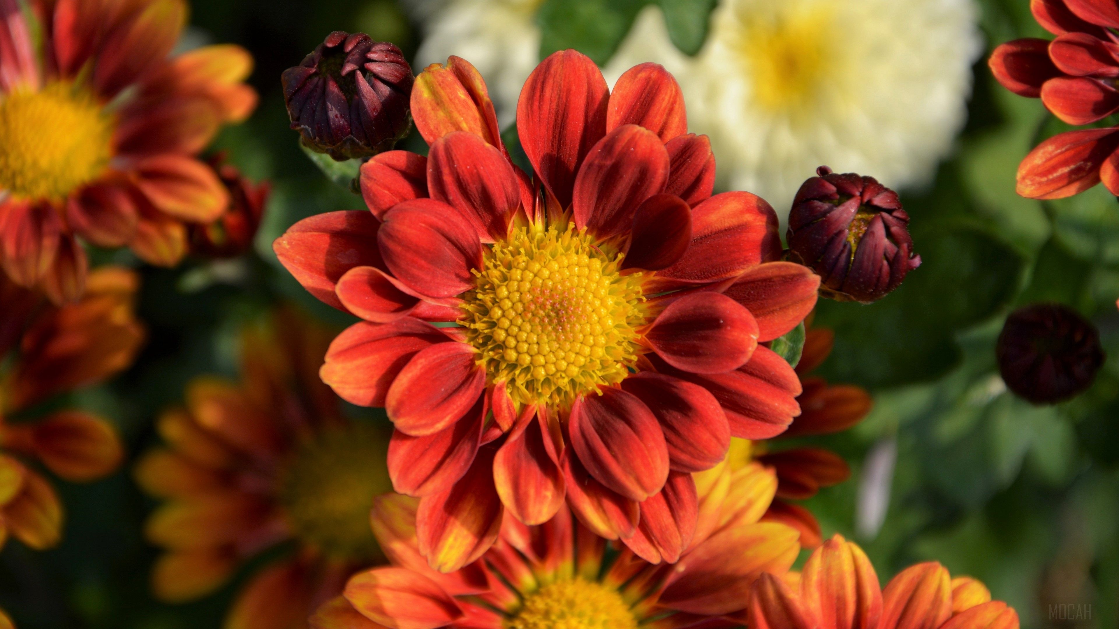 chrysanthemum, flower, petals 4k wallpaper. Mocah HD Wallpaper