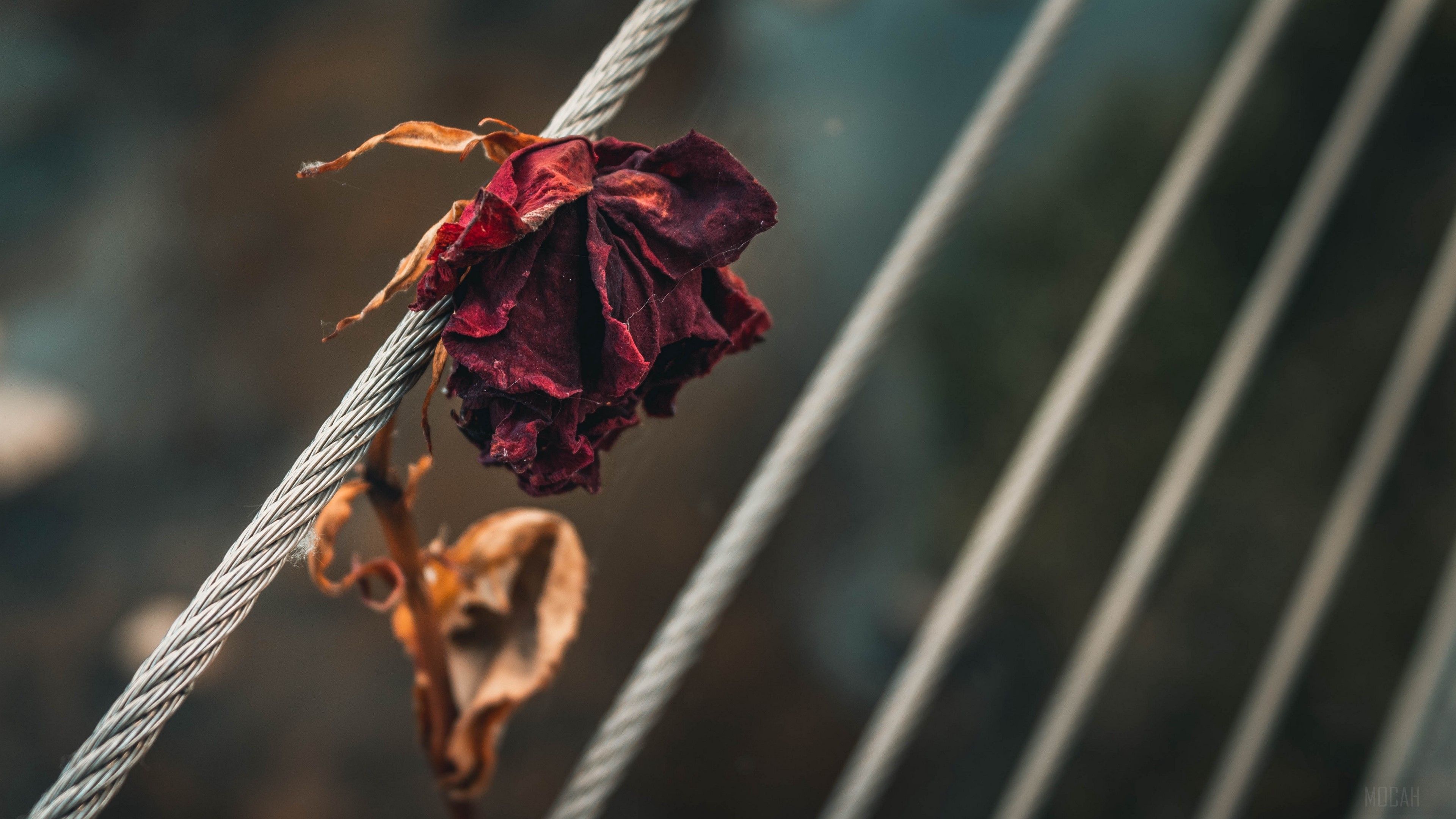 rose, dry, bud, petals 4k wallpaper. Mocah HD Wallpaper