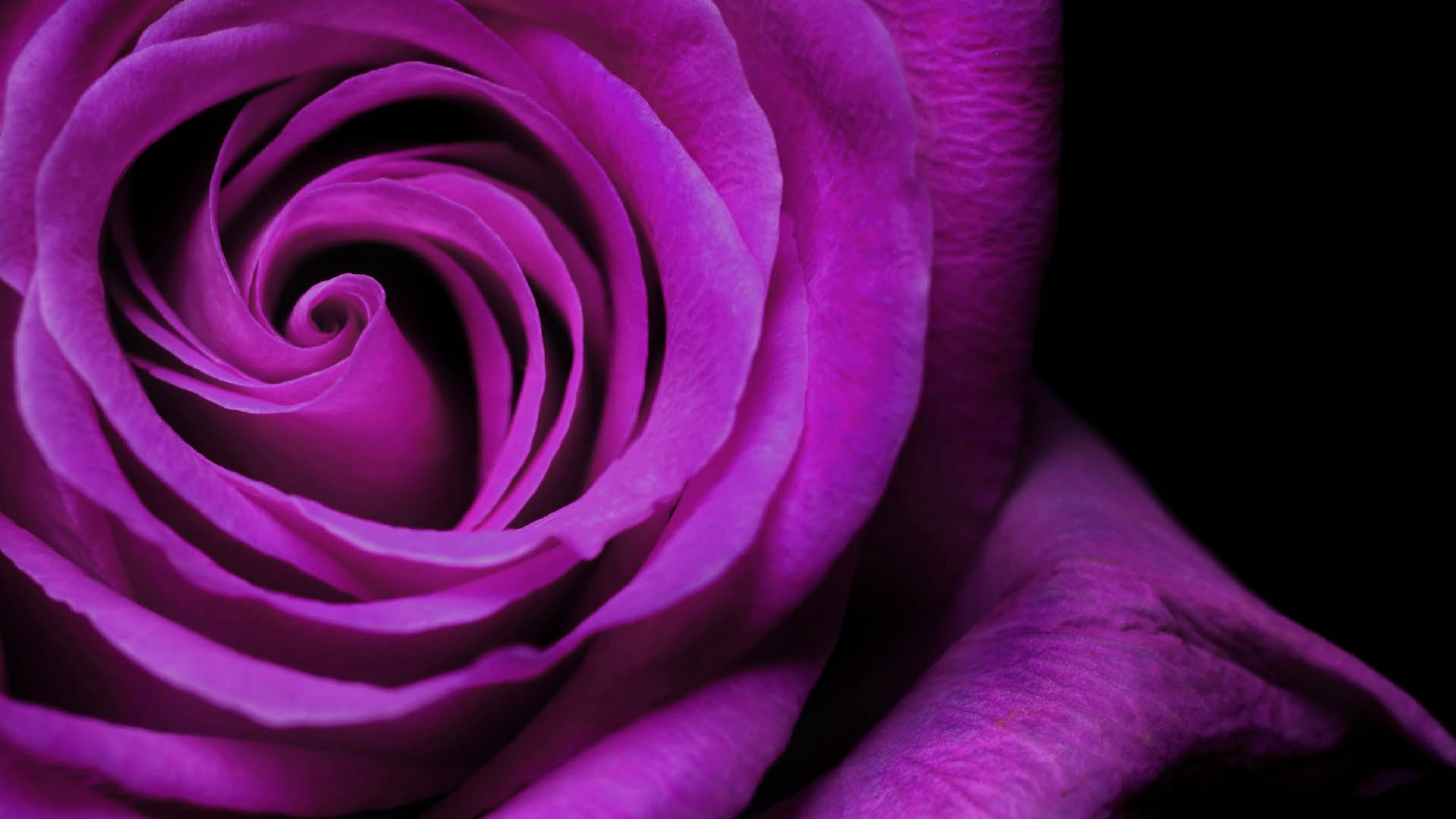 Wallpaper 4k Rose Bud Petals 4k Rose Bud Petals 4k wallpaper