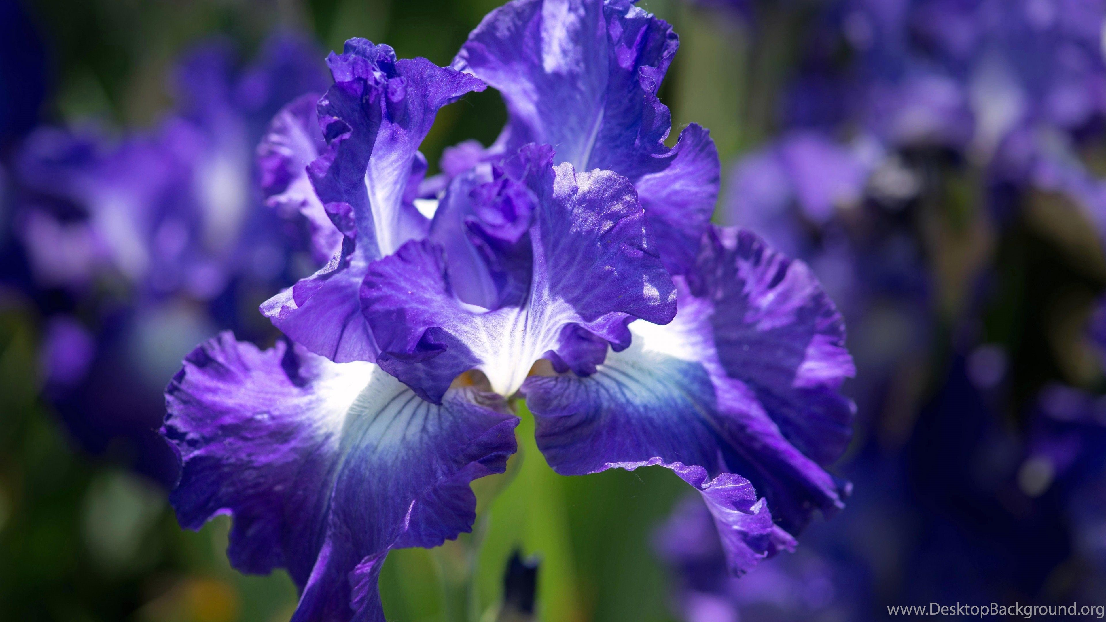 Flower Petals Wallpaper 3840×2160 UHD 4K Wallpaper Desktop Background