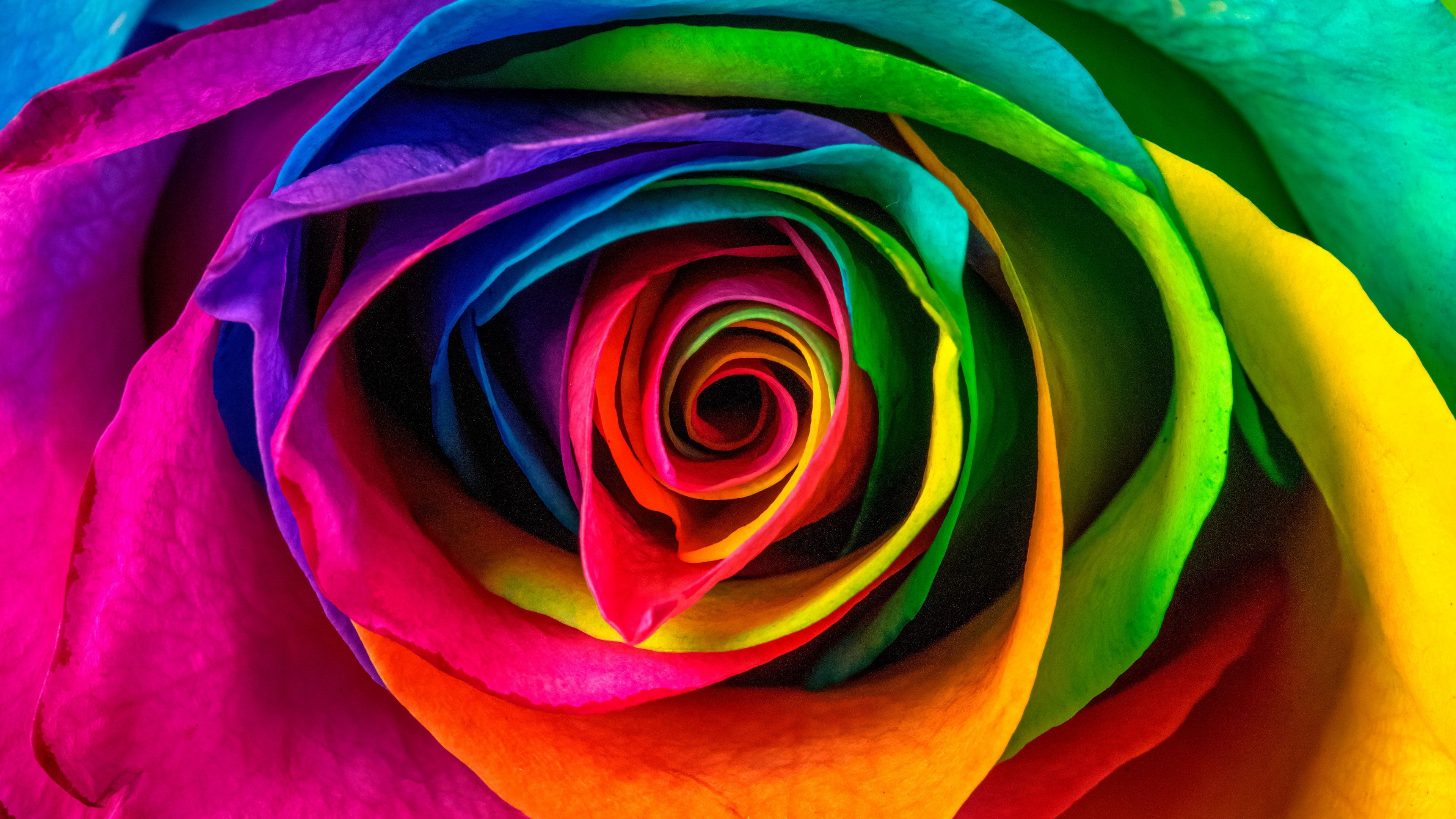 Download wallpaper 3840x2160 rose, petals, colorful, flower 4k uhd 16:9 HD background