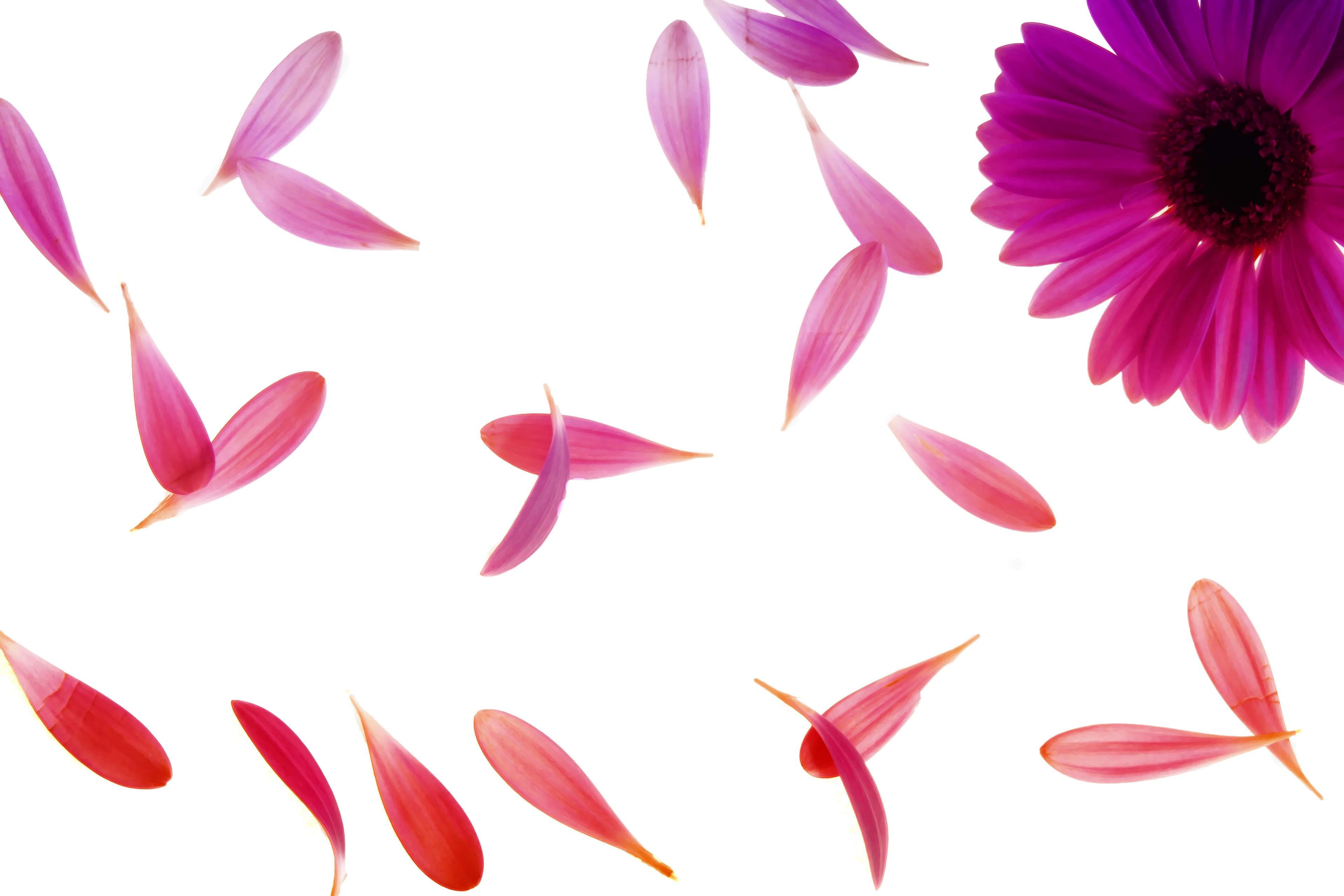 daisy, falling, flora, floral, flower, petals, pink, purple, purple daisy 4k wallpaper