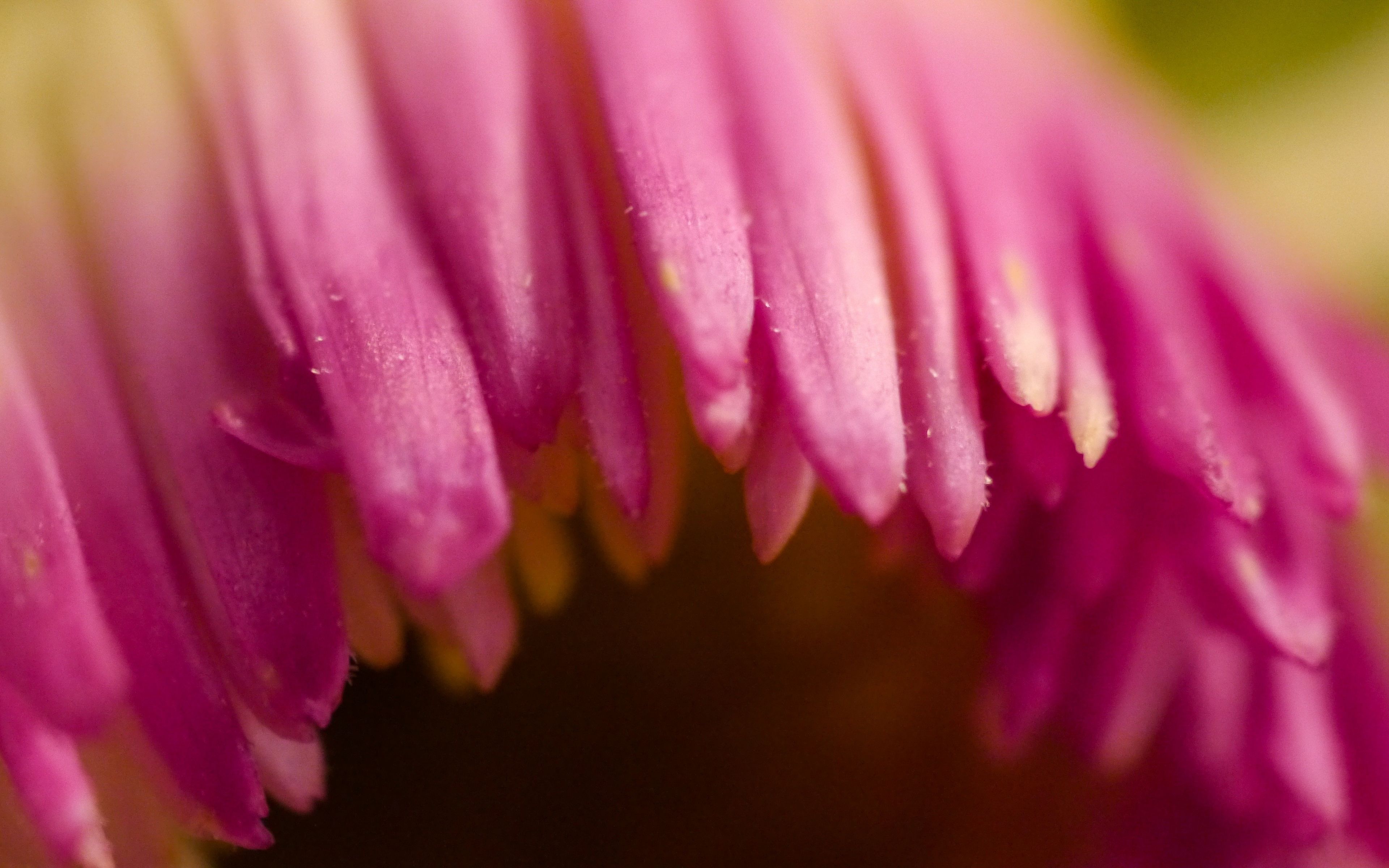 Desktop Wallpaper Pink Petals, Flower, Close Up, 4k, HD Image, Picture, Background, 93448e