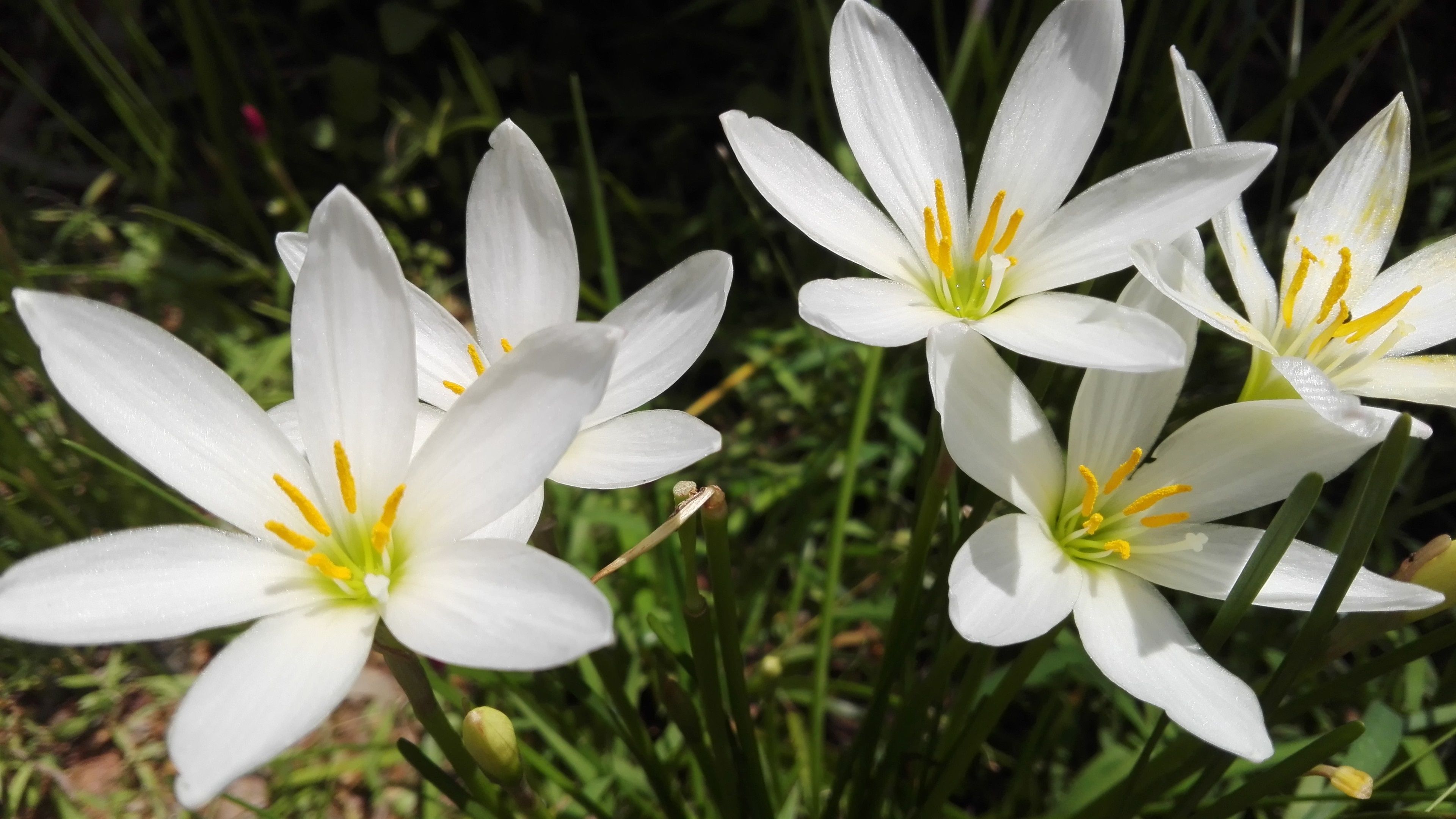 Free download Wallpaper Summer white orchid flowers petals sunshine 3840x2160 [3840x2160] for your Desktop, Mobile & Tablet. Explore Orchid Flower 4K Wallpaper. Orchid Flower 4K Wallpaper, Orchid Flower Wallpaper