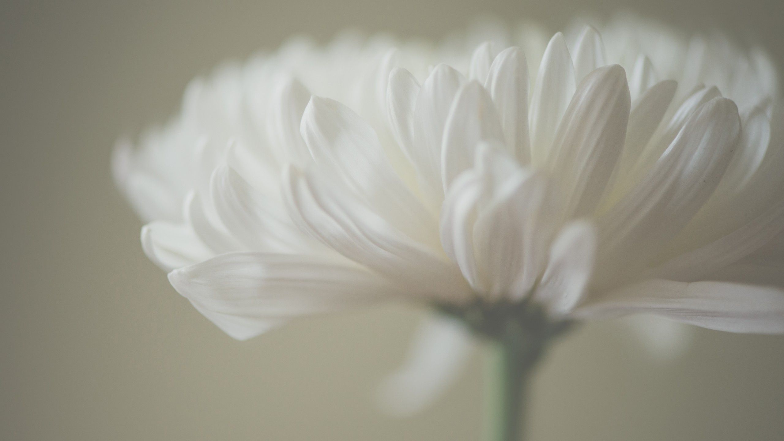 Wallpaper Aster, 5k, 4k wallpaper, macro, petals, white, OS