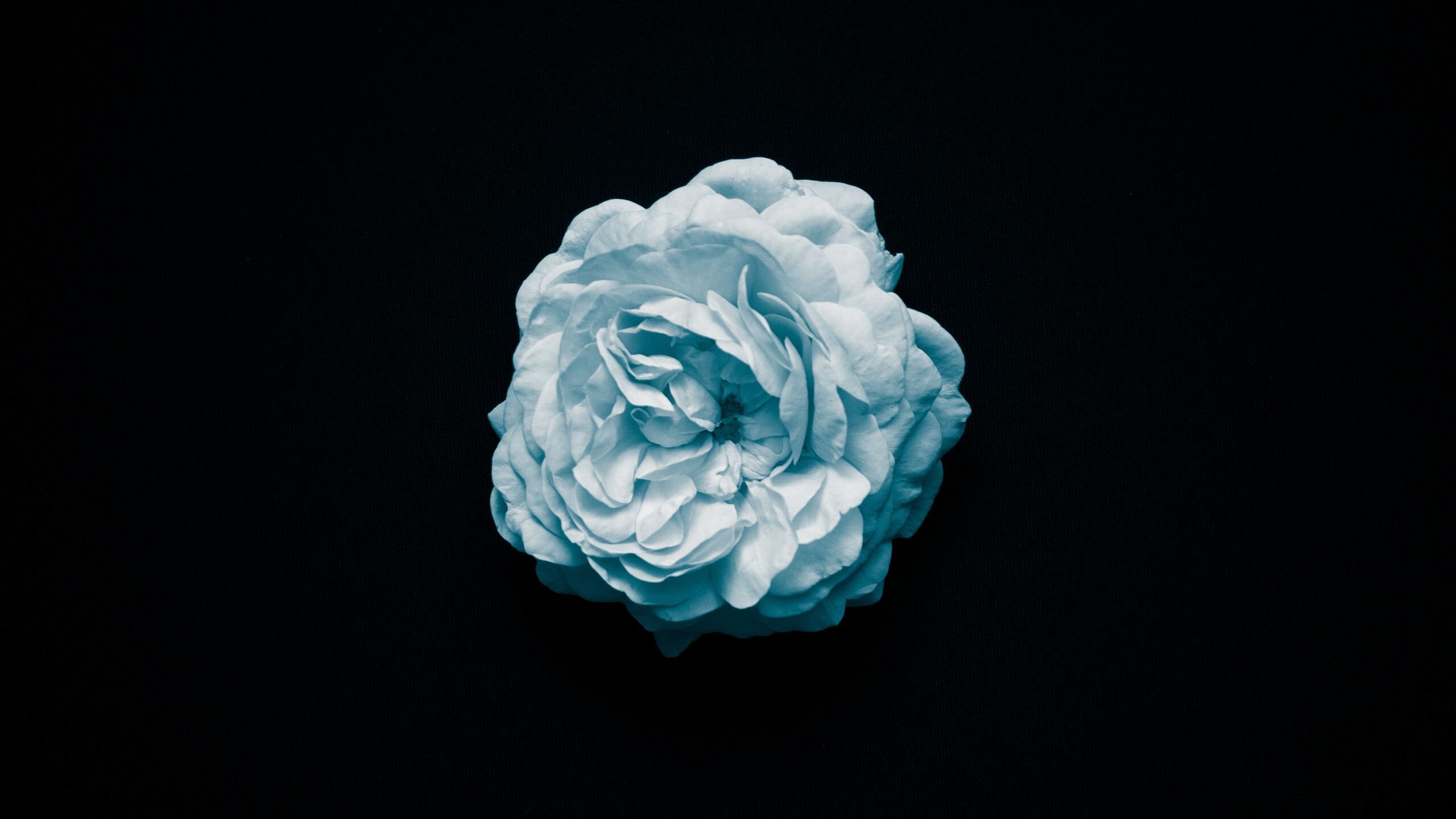 Petal Flower Oled 4k 1440P Resolution HD 4k Wallpaper, Image, Background, Photo and Picture