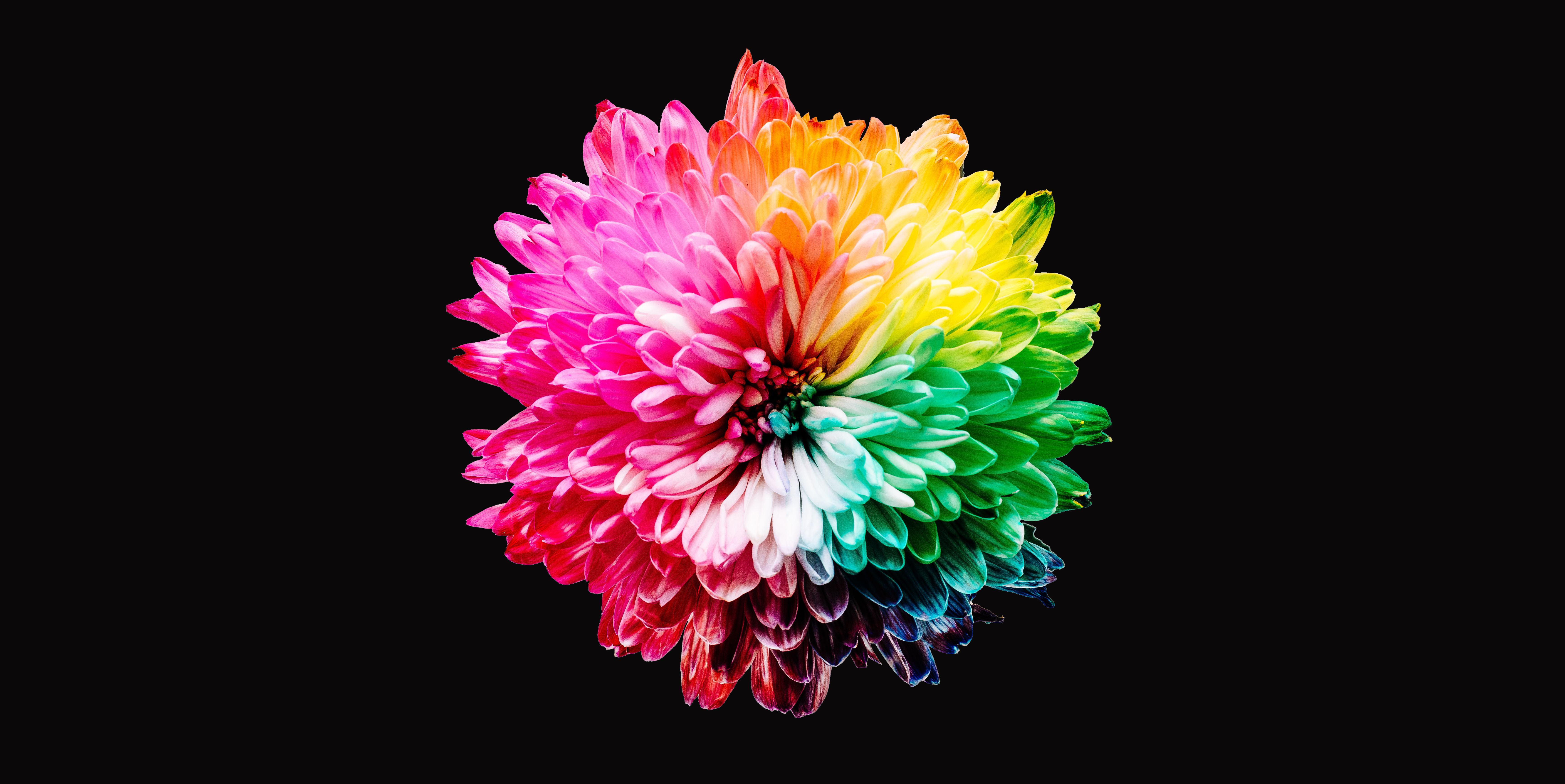 Colorful flowers 4K Wallpaper, Multicolor, Black background, 5K, Flowers