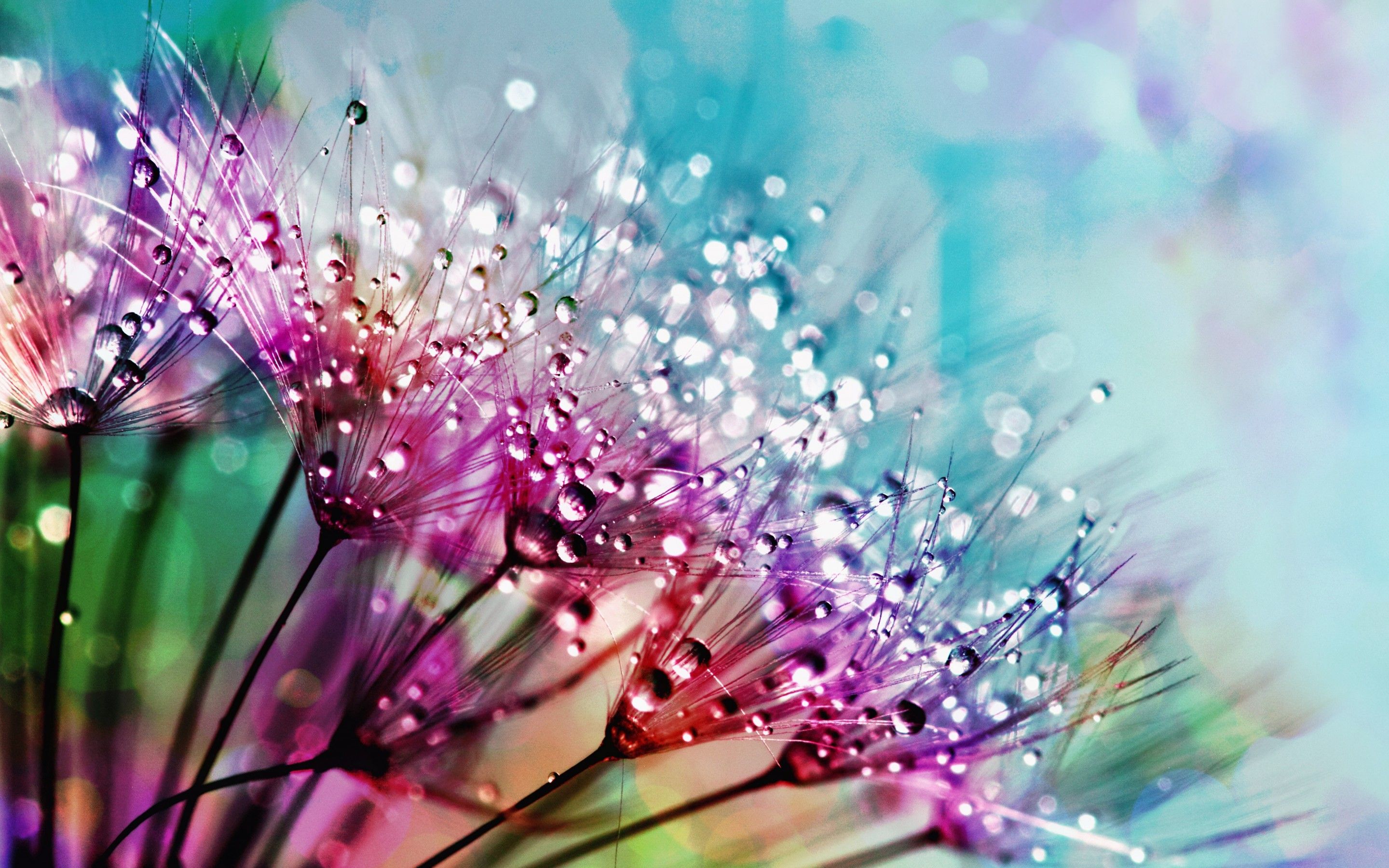 Dandelion flowers 4K Wallpaper, Multicolor, Colorful, Water drops, Aesthetic, 5K, Flowers