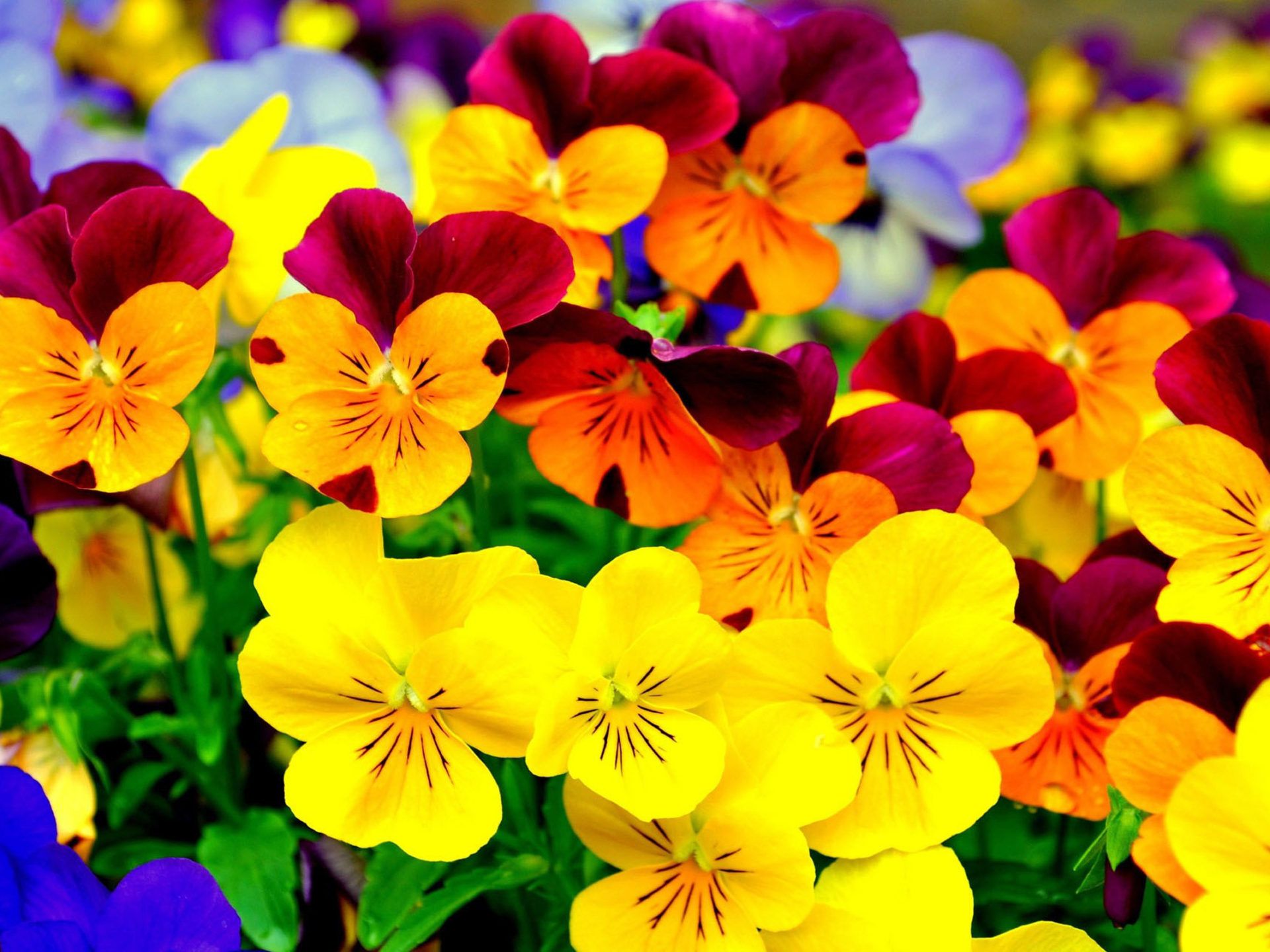 Pansy colorful flowers Purple and yellow black 4K HD Desktop Wallpaper 2560x1600, Wallpaper13.com