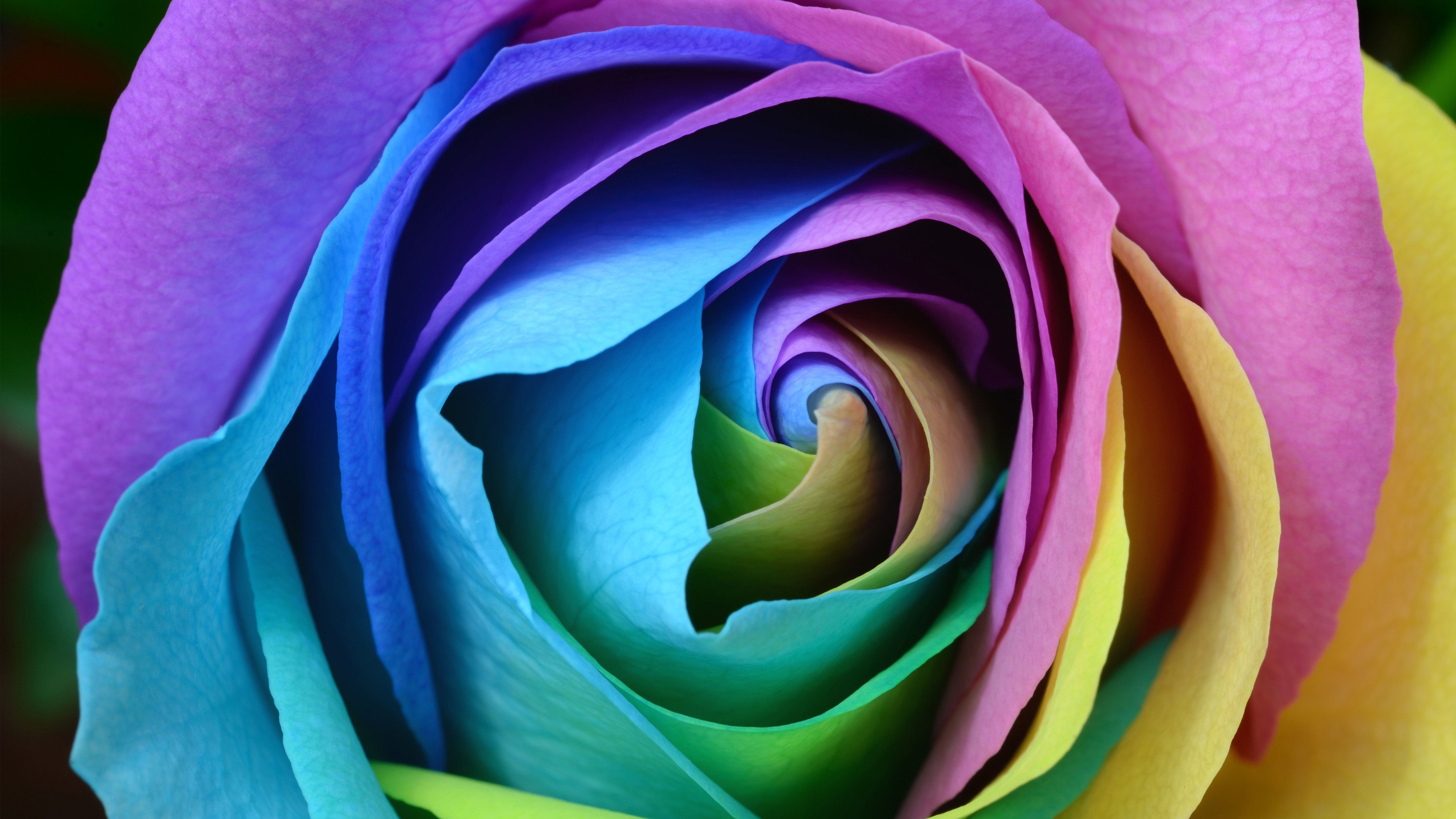 Desktop Wallpaper Colorful, Rose, Flower, Close Up, 4k, HD Image, Picture, Background, Af4b0d