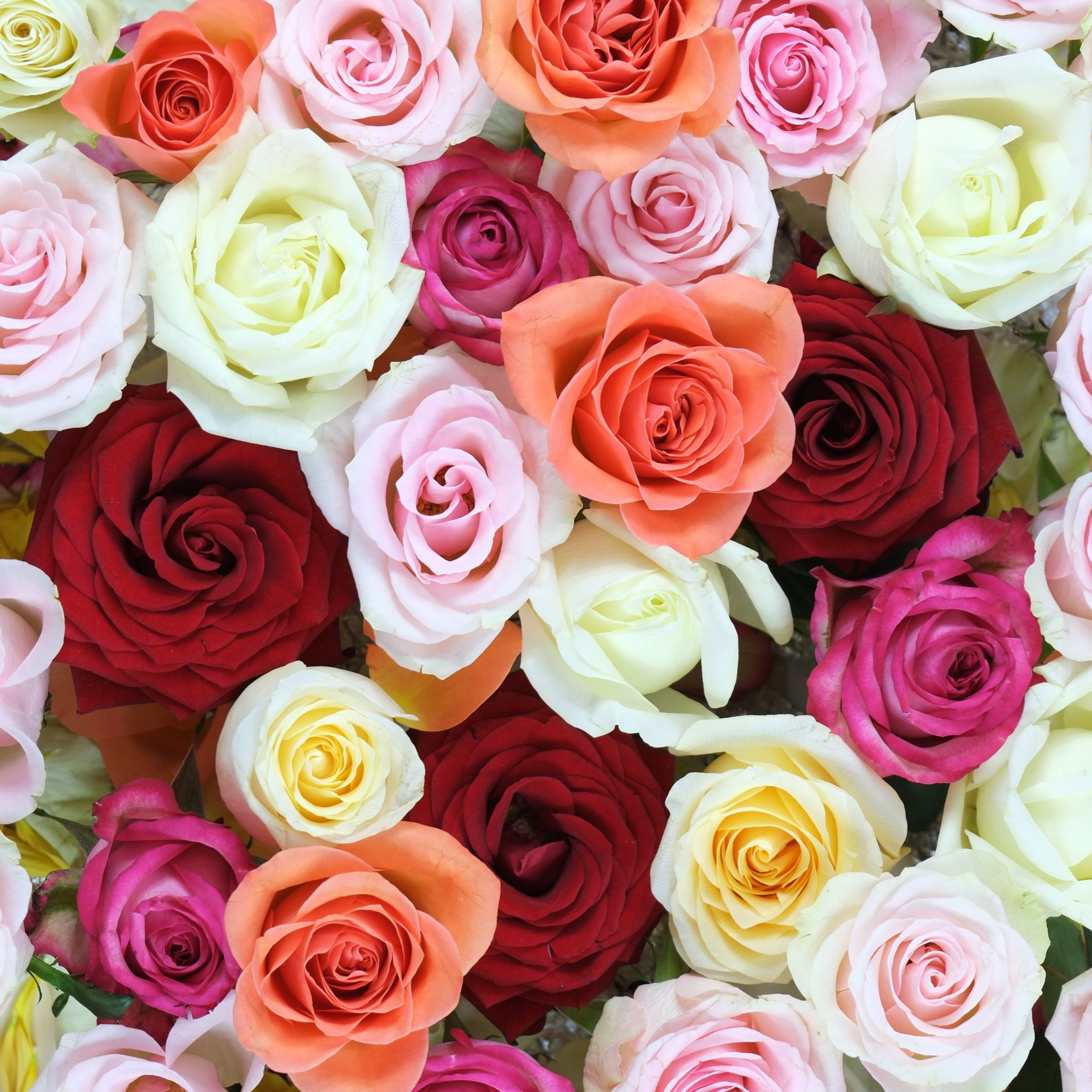 Rose flowers 4K Wallpaper, Multi color, Colorful, Floral Background, Blossom, Beautiful, 5K, Flowers