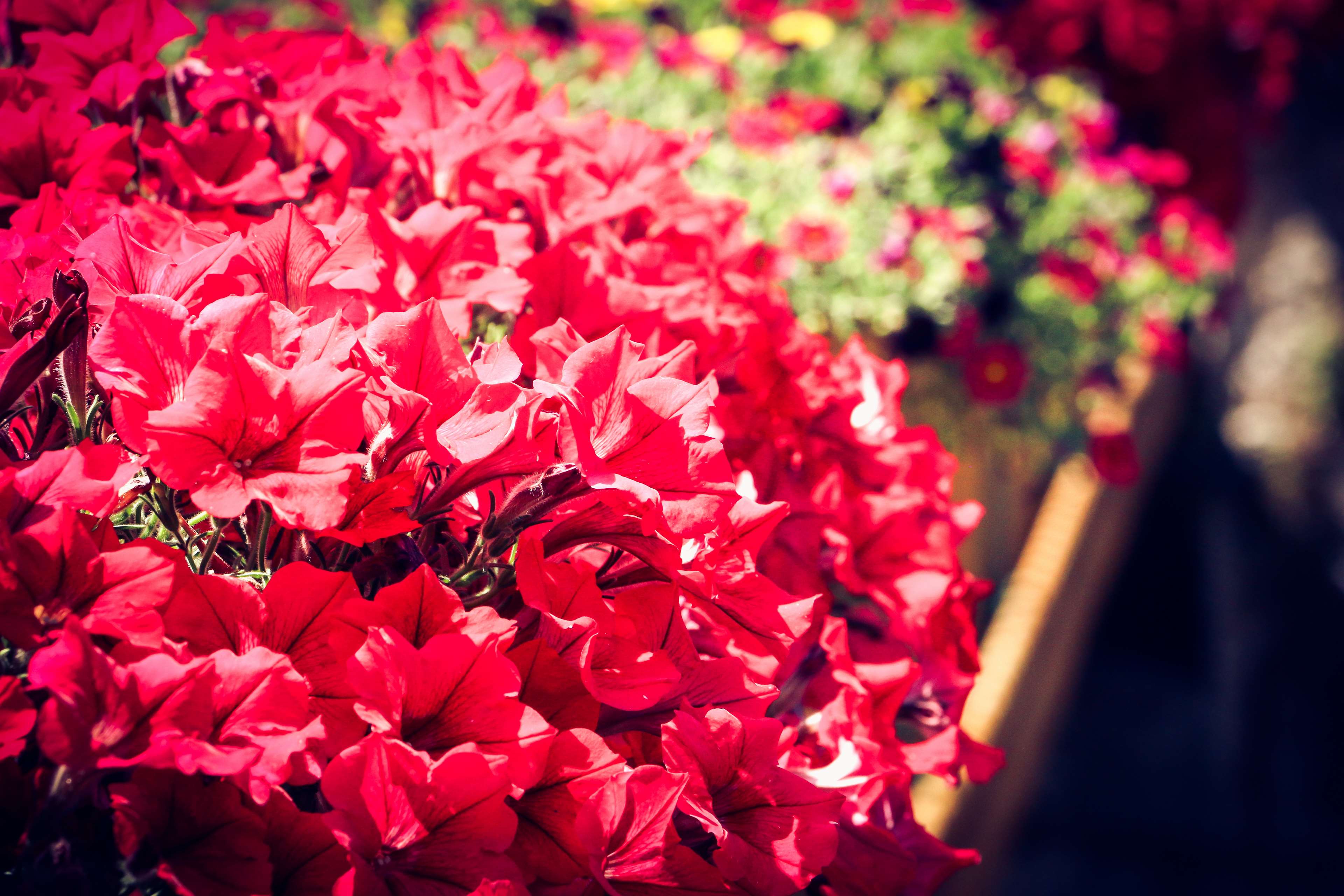 bunch of flowers, colorful, flower, flowerpot, flowers, overload, red, red flowers 4k wallpaper