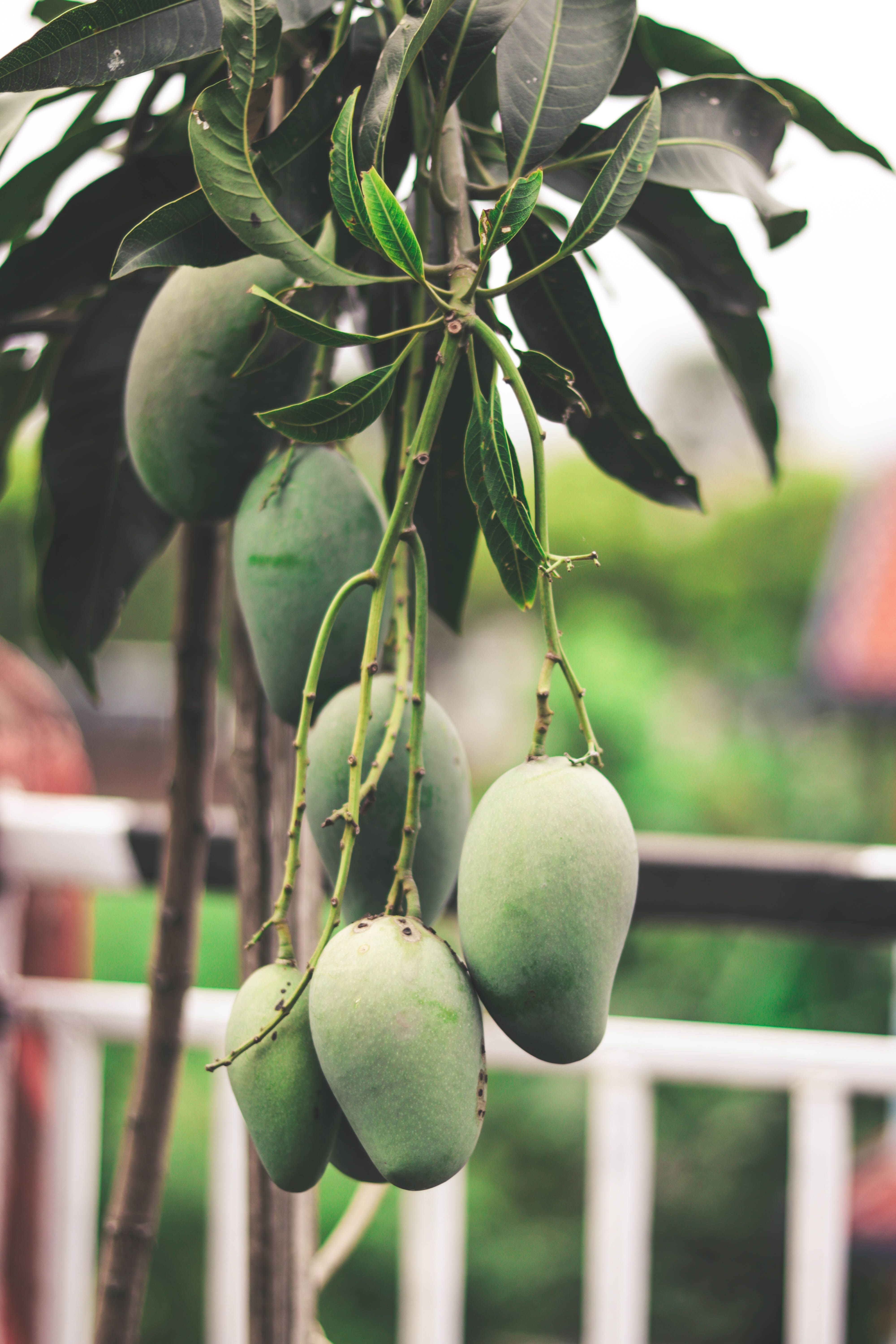 Green Mango Fruits Hanging on Tree · Free
