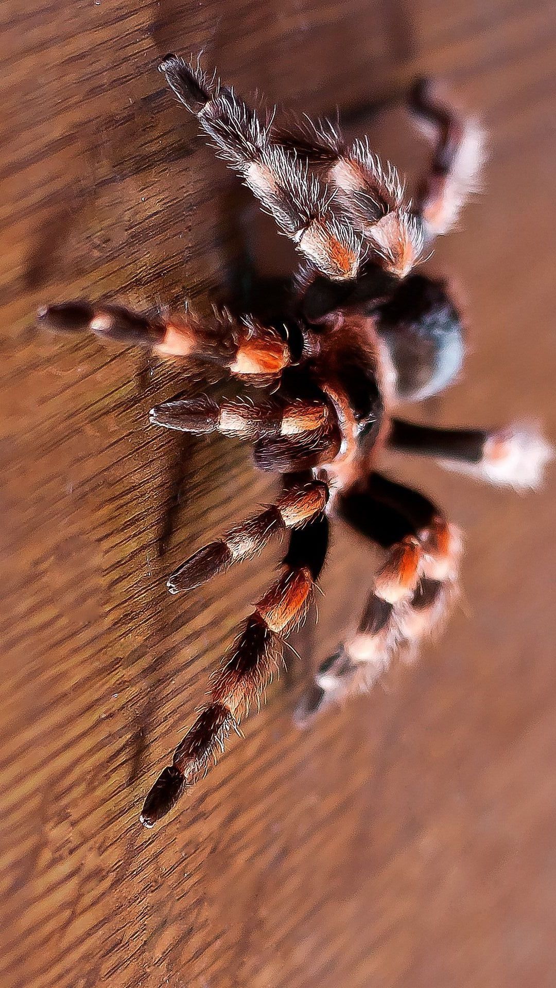 Scary Spiders Wallpapers - Wallpaper Cave