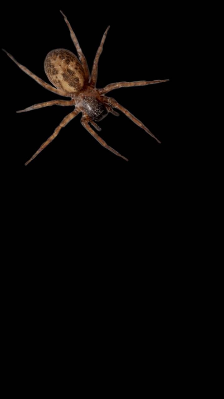 Download Spider Wallpaper HD