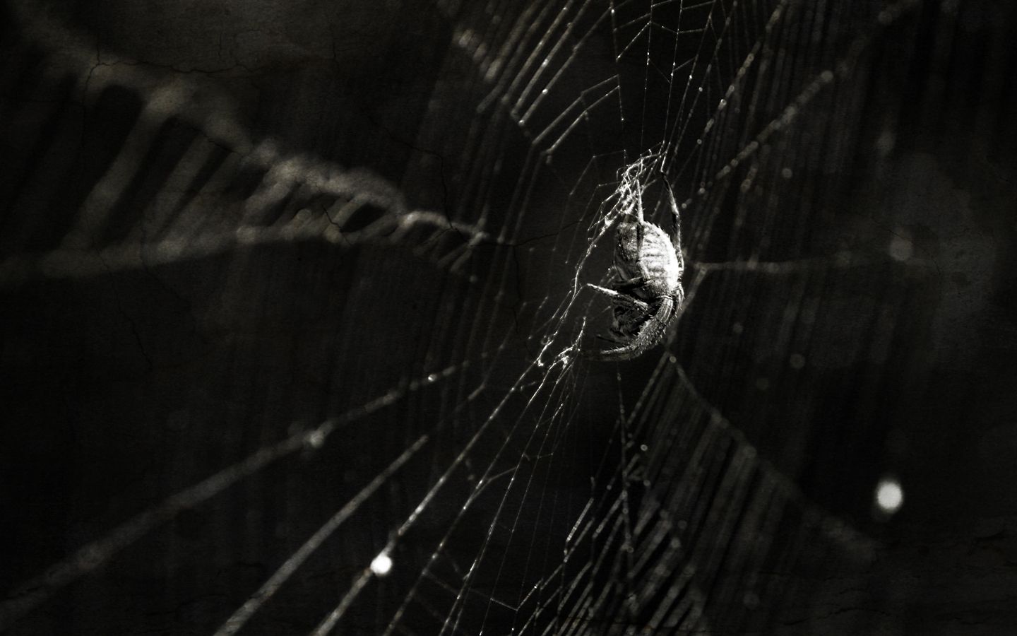 Real Spiders Wallpapers - Wallpaper Cave