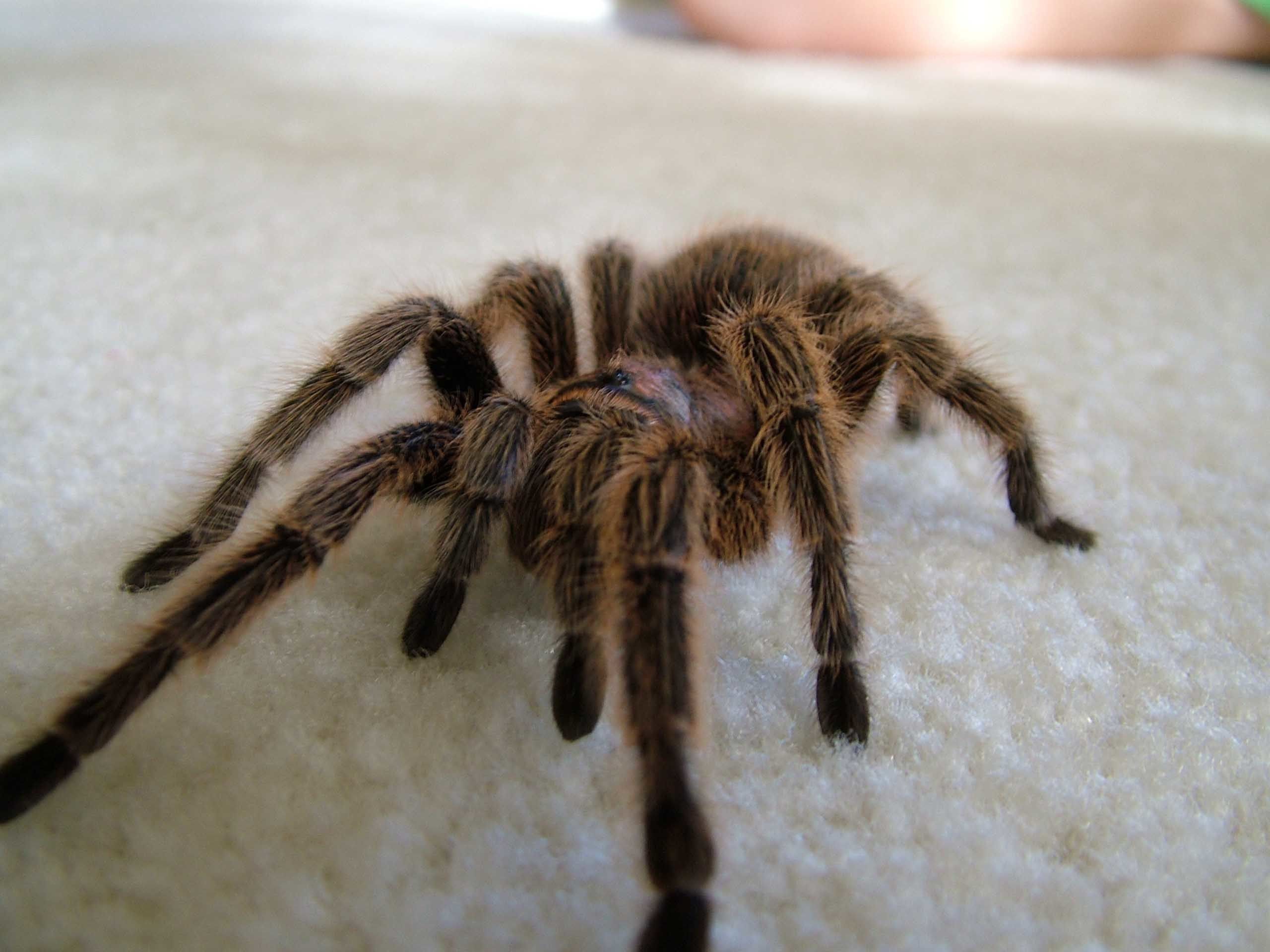 Scary Spider Moving HD Wallpaper Daily Background Eyes Does A Tarantula Have
