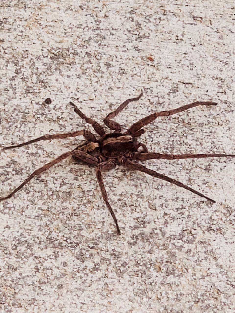 Alabama spiders wallpaper