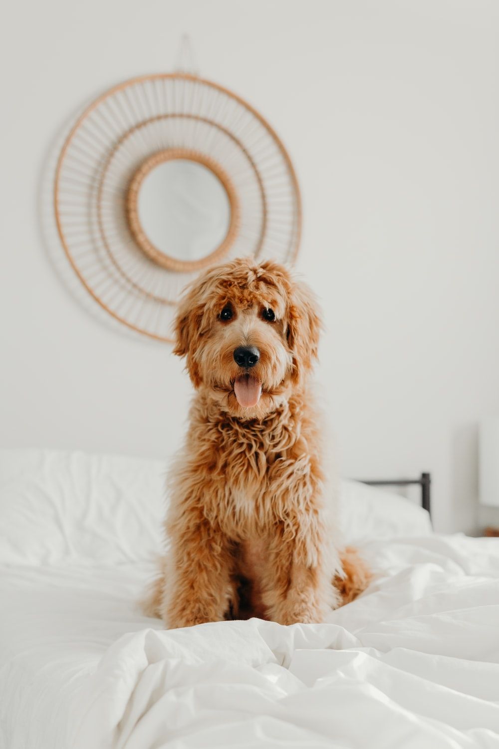 Goldendoodle Picture. Download Free Image