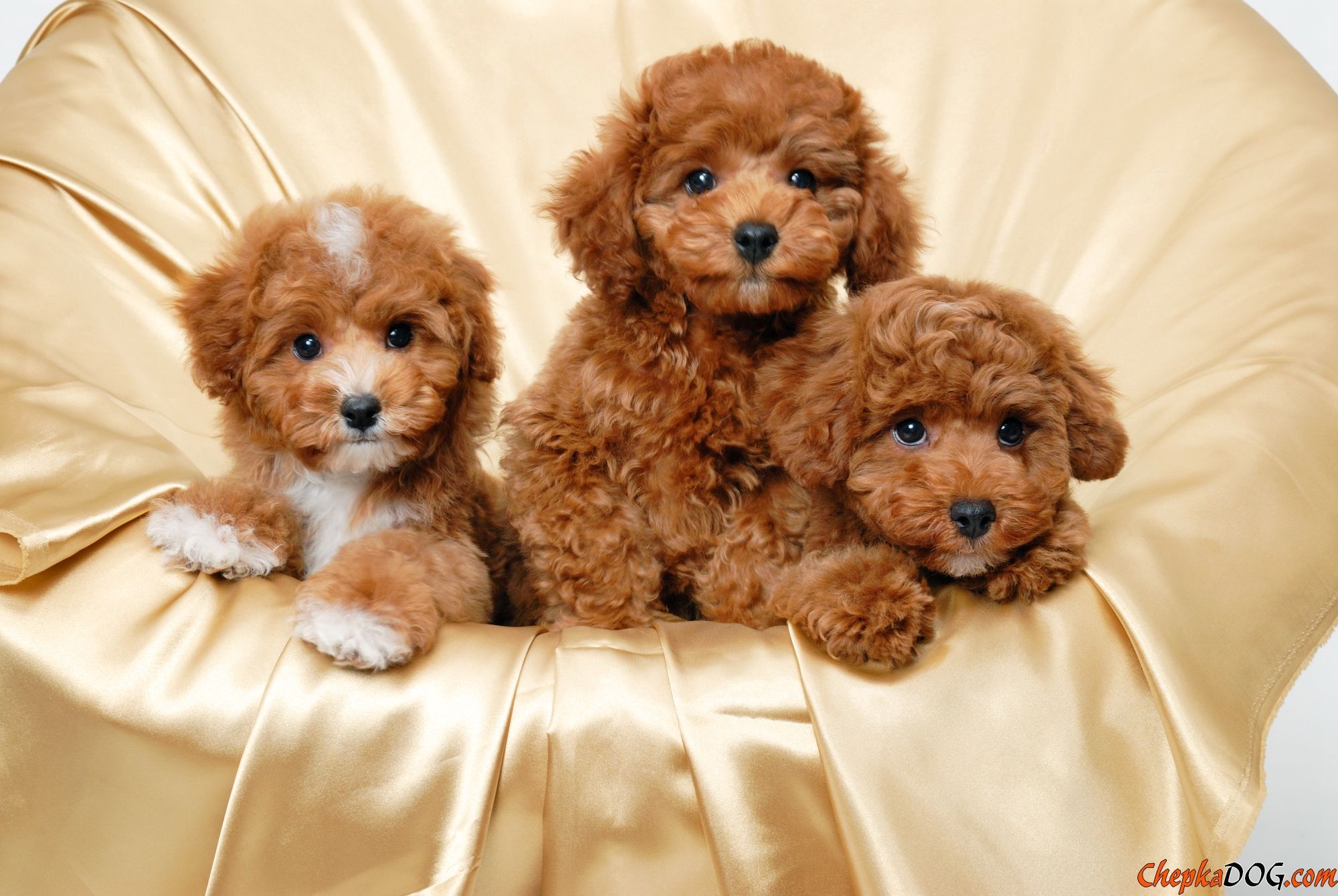 Most Beautiful Dog Photo Quality Photo. Cute Puppy Wallpaper, Puppies, Poodle Puppy