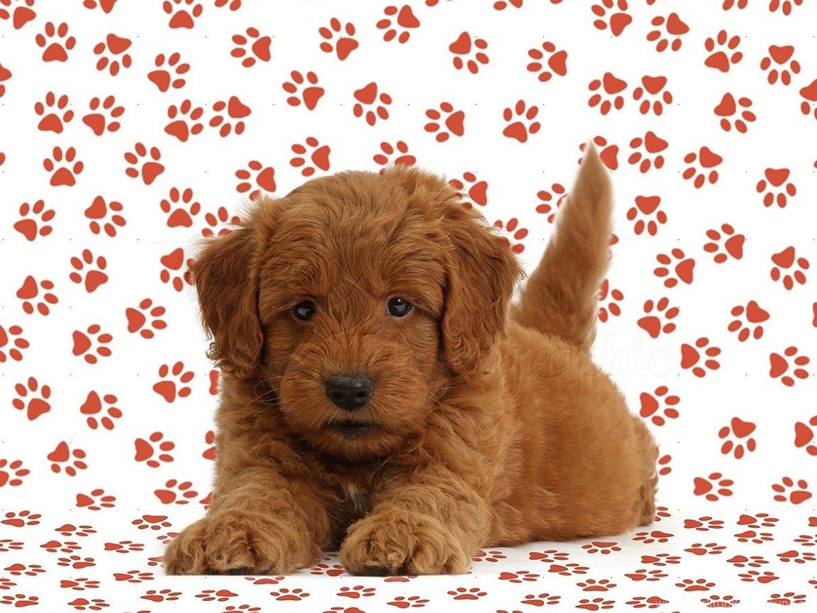 Dogs Image: Red Goldendoodle Puppy On Paw Prints, WP39675. Desktop Background