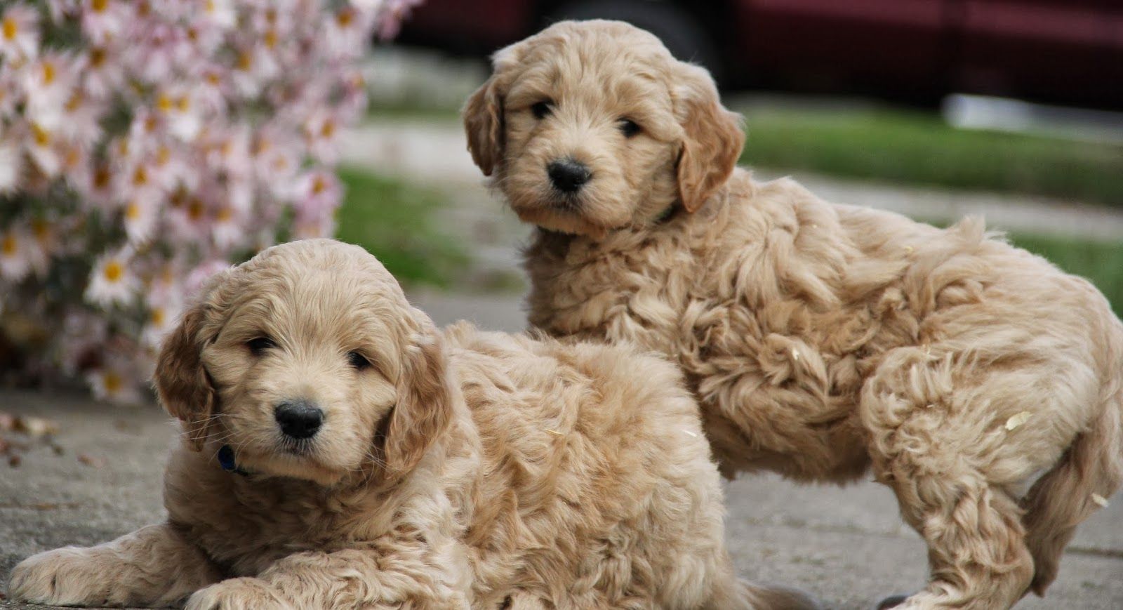 Goldendoodle Puppies Picture Gallery Of Animals 2016