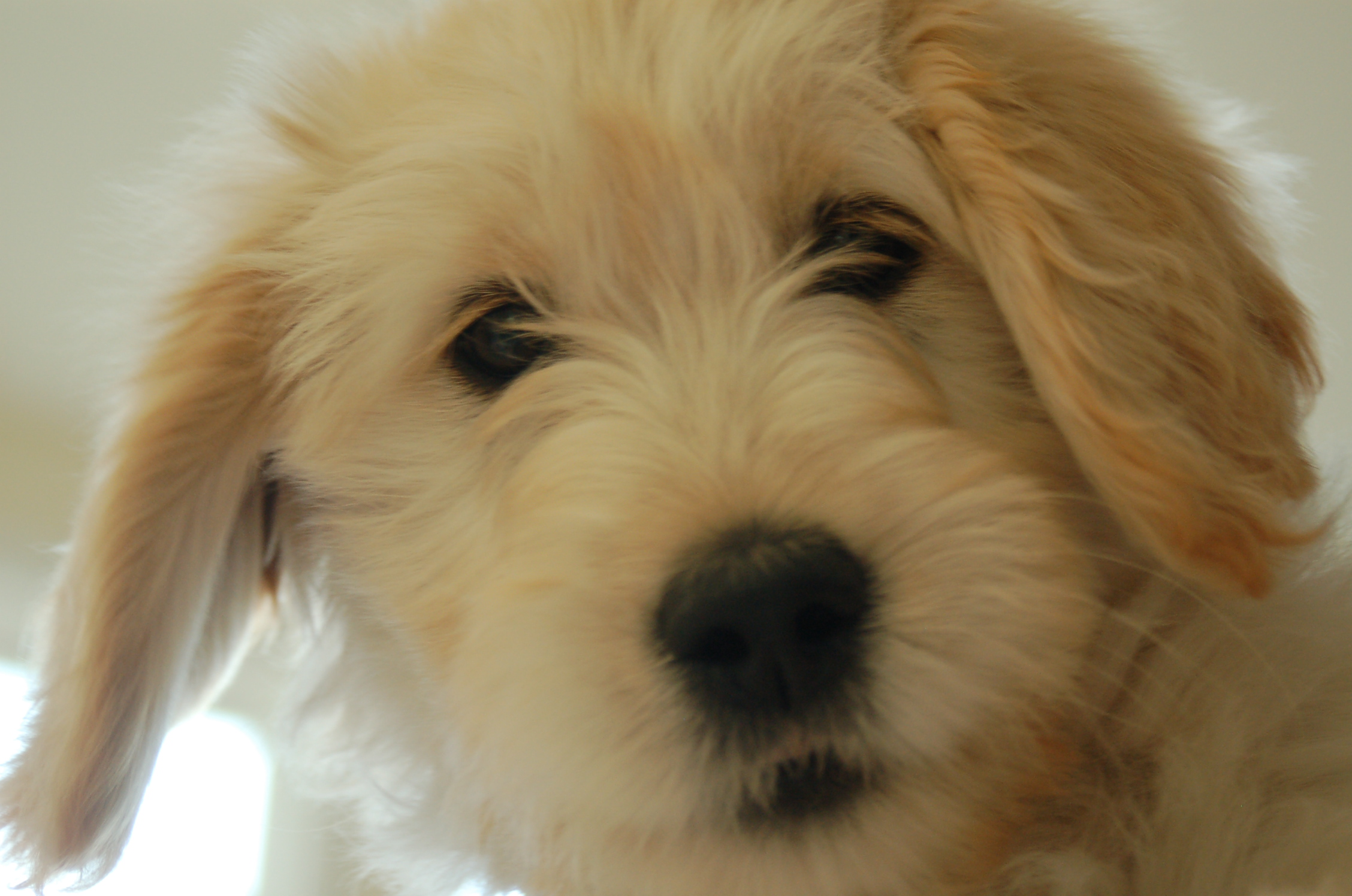 About Goldendoodles- Mini Aussiedoodles and Australian Labradoodle Puppies. Best Aussiedoodle Breeders in Washington State, Portland, Oregon