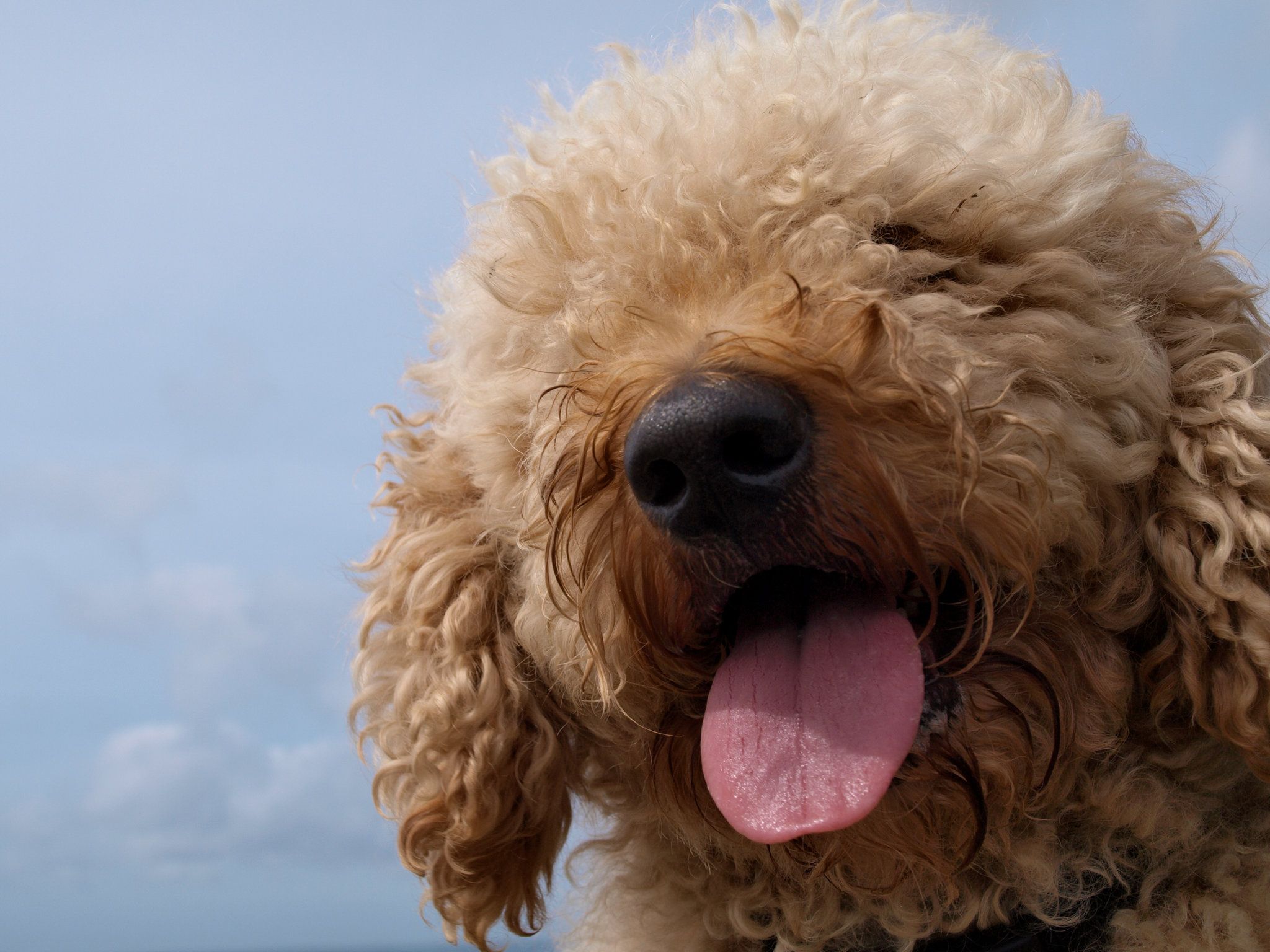 Labradoodle Creator Says the Breed Is His Life's Regret