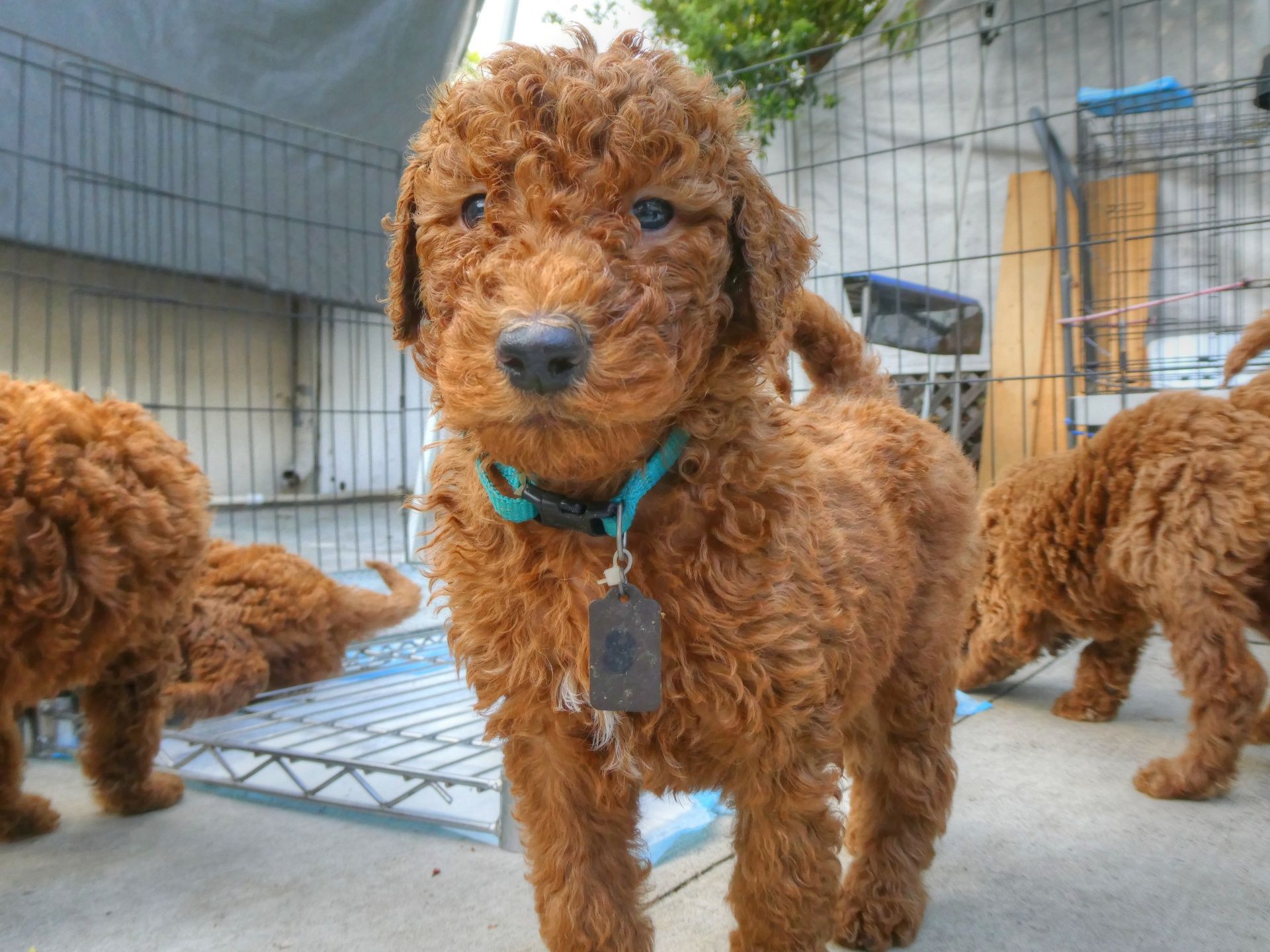 Goldendoodle Free Domain Picture