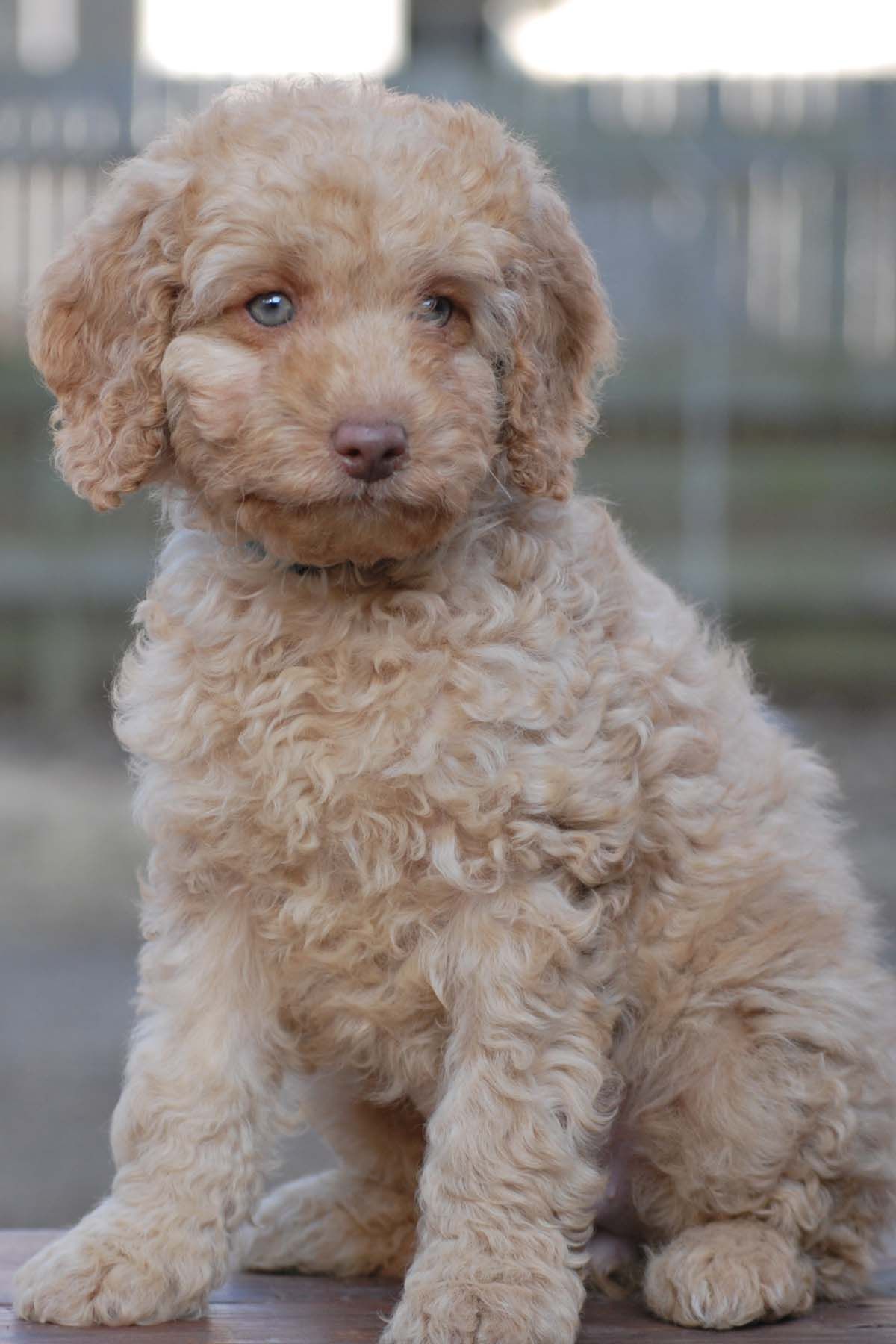 Australian Labradoodle Wallpapers - Wallpaper Cave