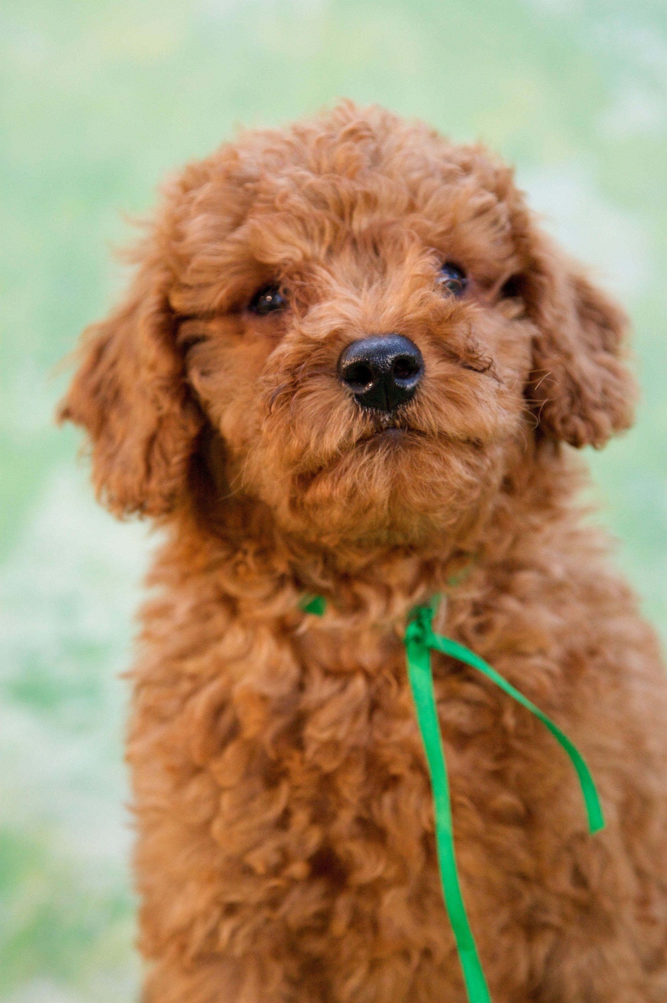 Australian Labradoodle Wallpapers - Wallpaper Cave