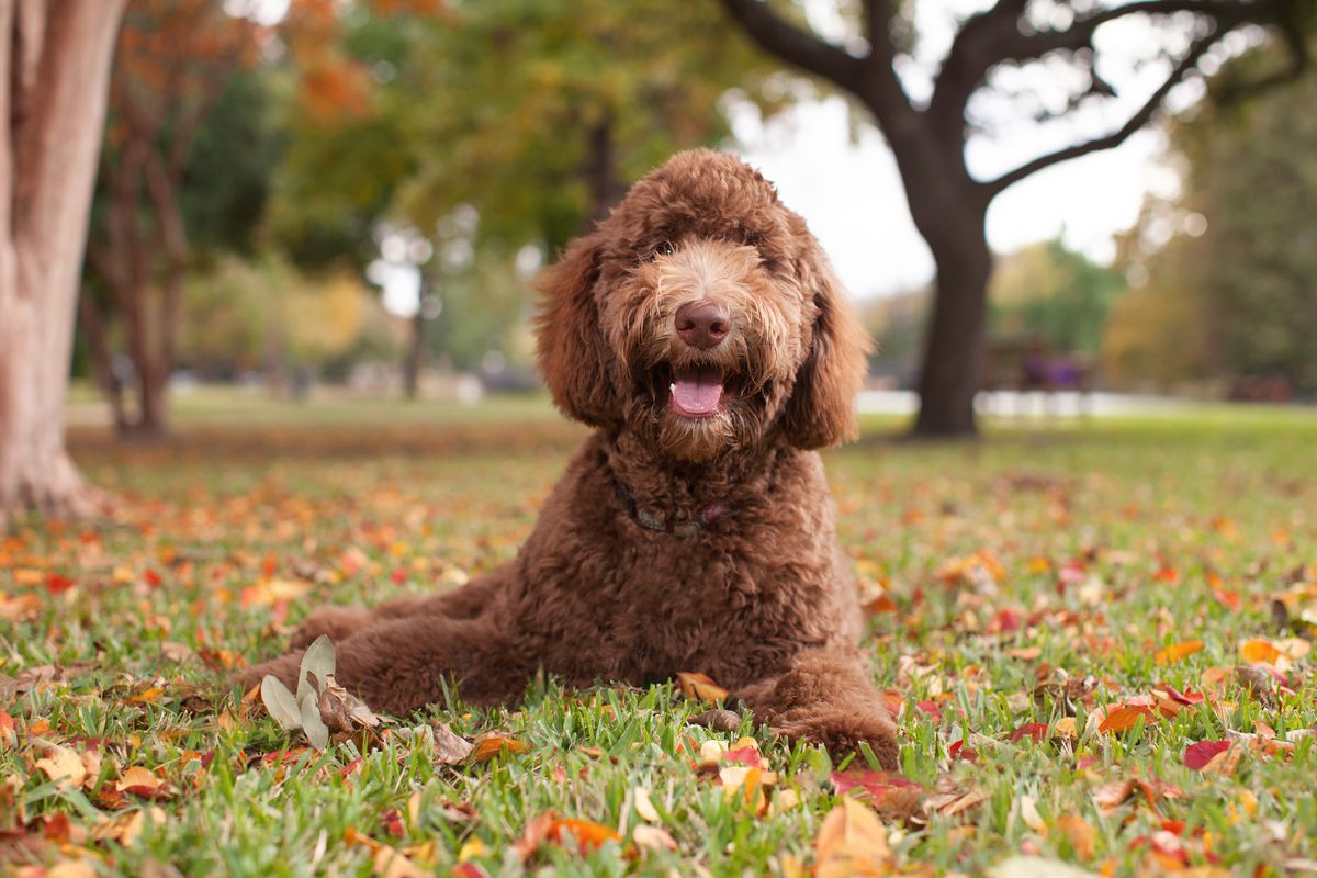 Australian Labradoodle Wallpapers - Wallpaper Cave