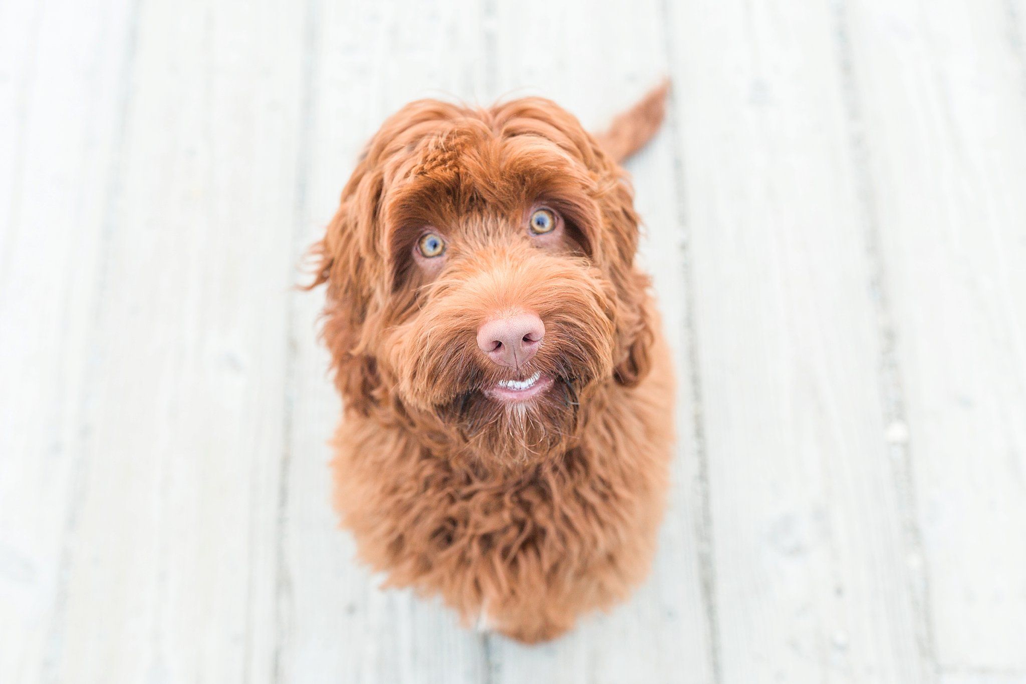 Australian Labradoodle Wallpapers - Wallpaper Cave