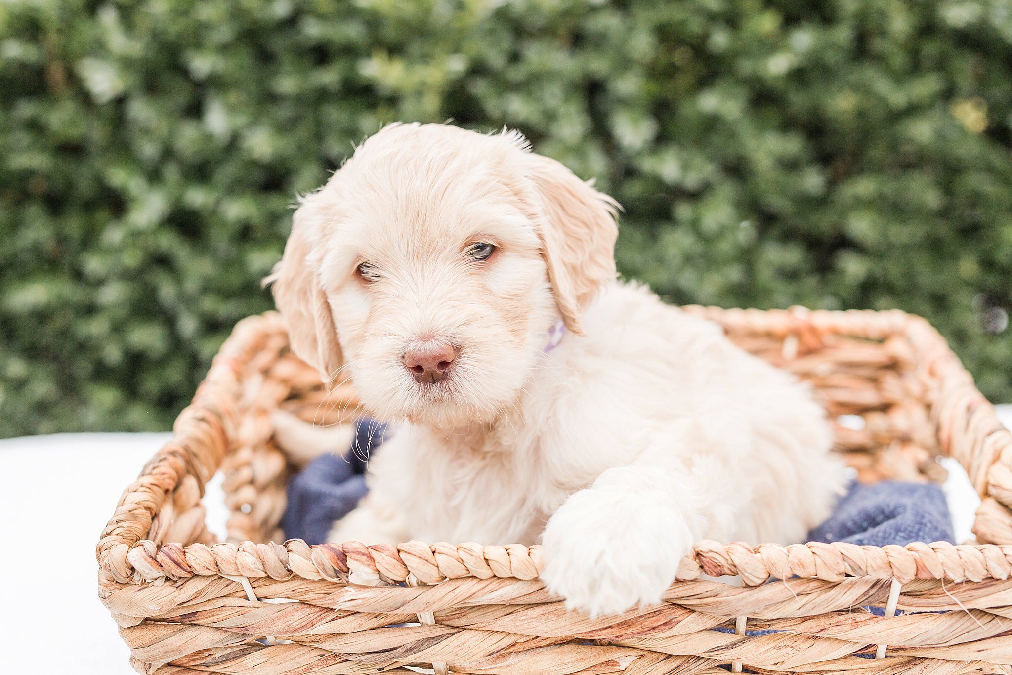 Australian Labradoodle Wallpapers - Wallpaper Cave