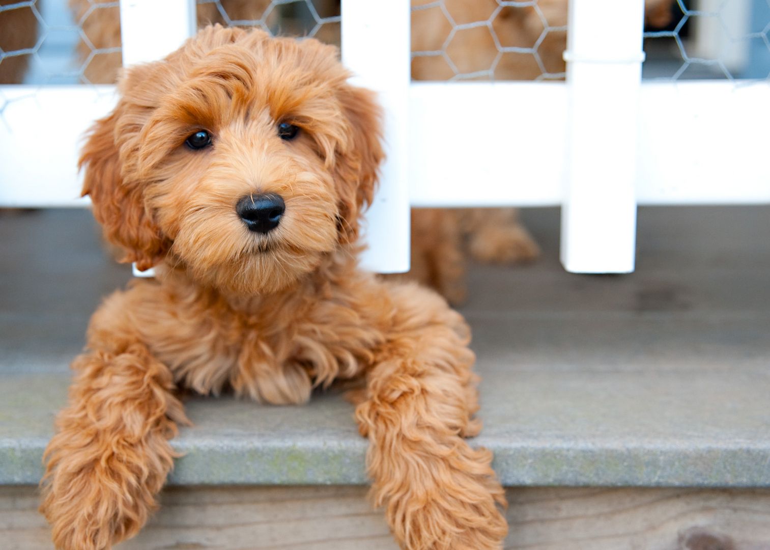 Labradoodle Wallpapers - Wallpaper Cave