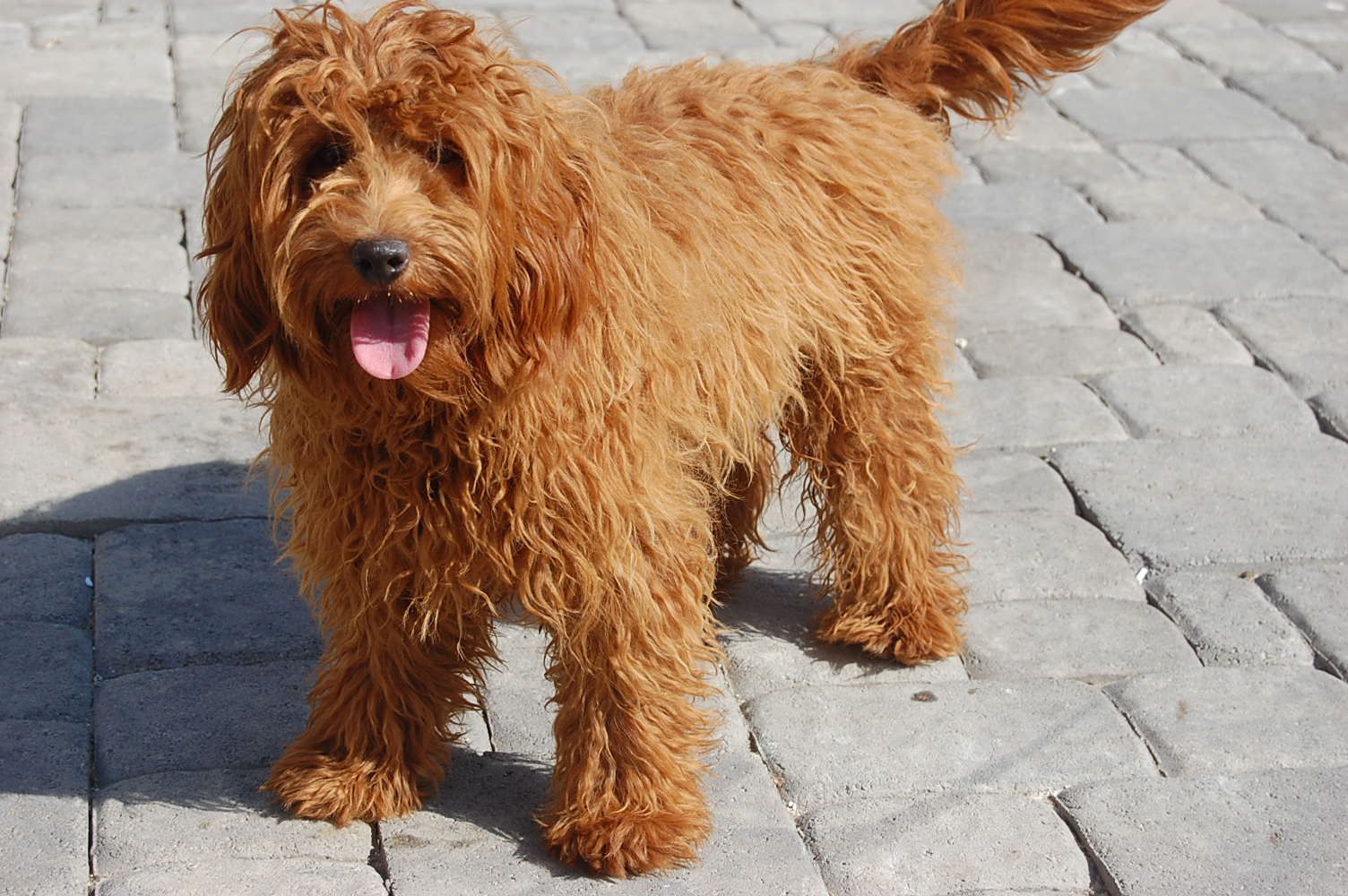 Miniature Labradoodle Dog Info, Temperament, Puppies, Training, Picture