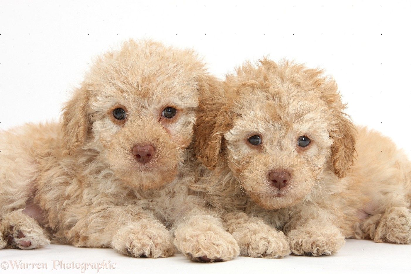 Australian Labradoodle Wallpapers - Wallpaper Cave