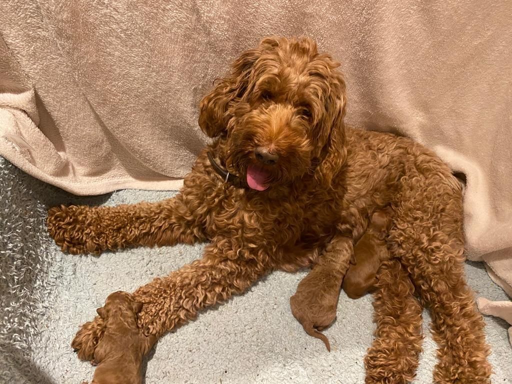 Male Red Australian Labradoodle puppy. Shrewsbury, Shropshire