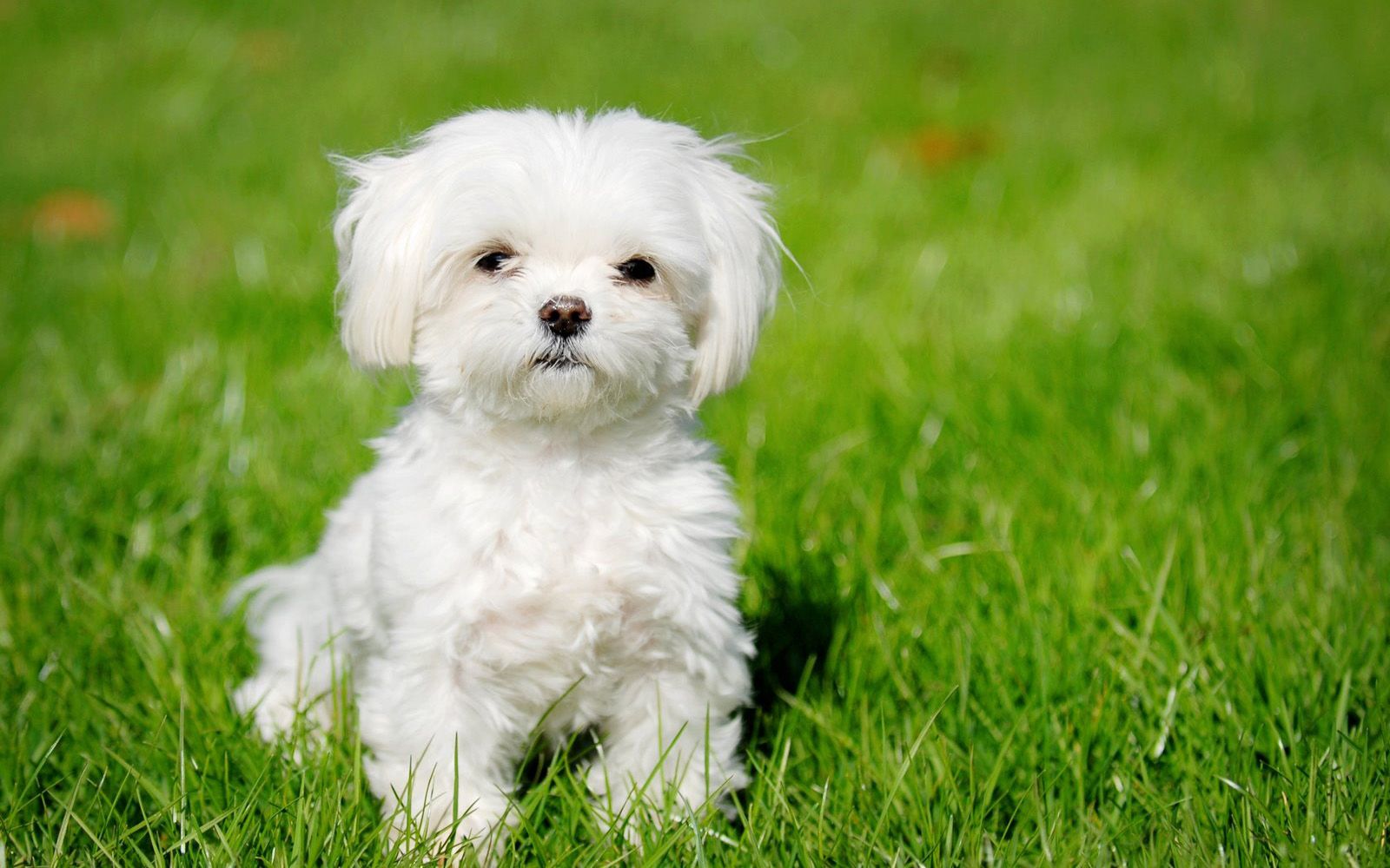 Maltese Dog Puppy