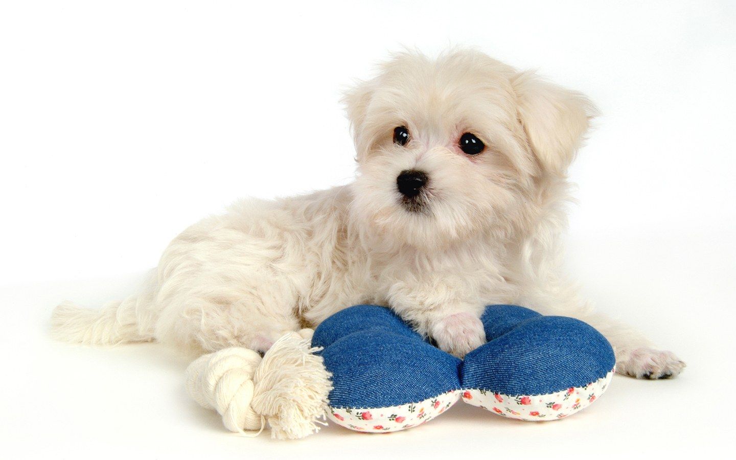 Maltese Puppy Wallpaper