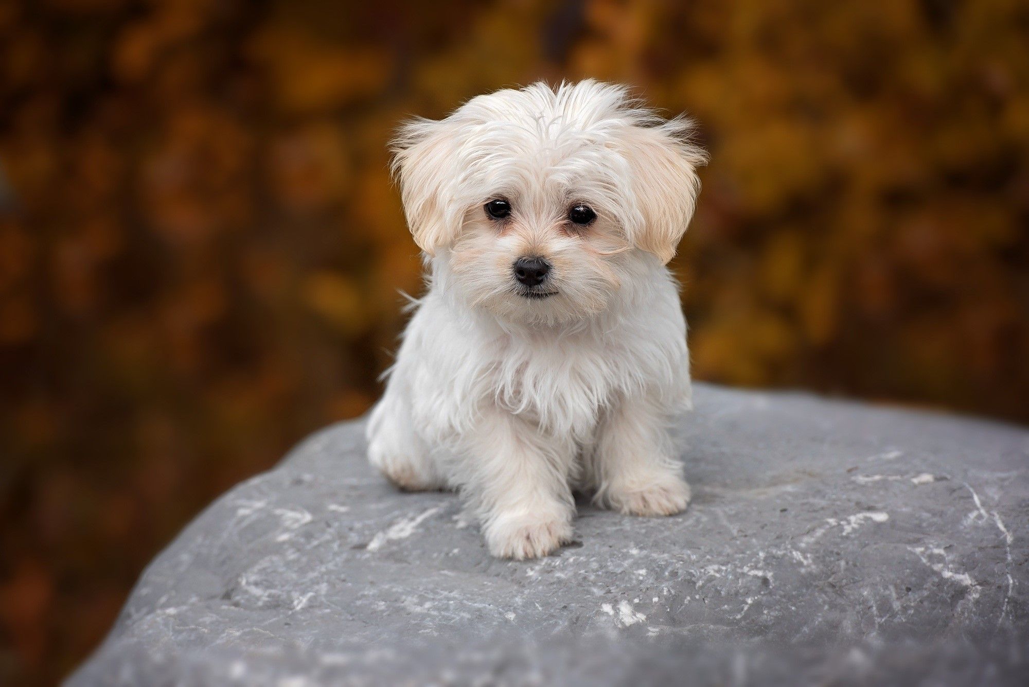 maltese dog wallpaper