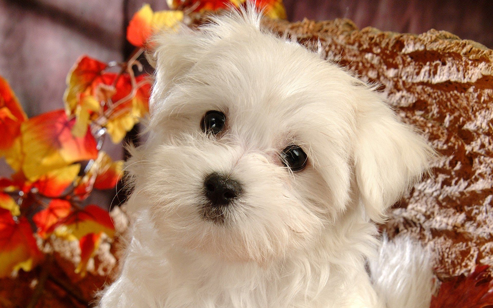 dog photo. Fluffy Maltese Puppy Dogs Maltese Puppies wallpaper 1920*1200. Cute puppy wallpaper, Puppy wallpaper, Cute white puppies