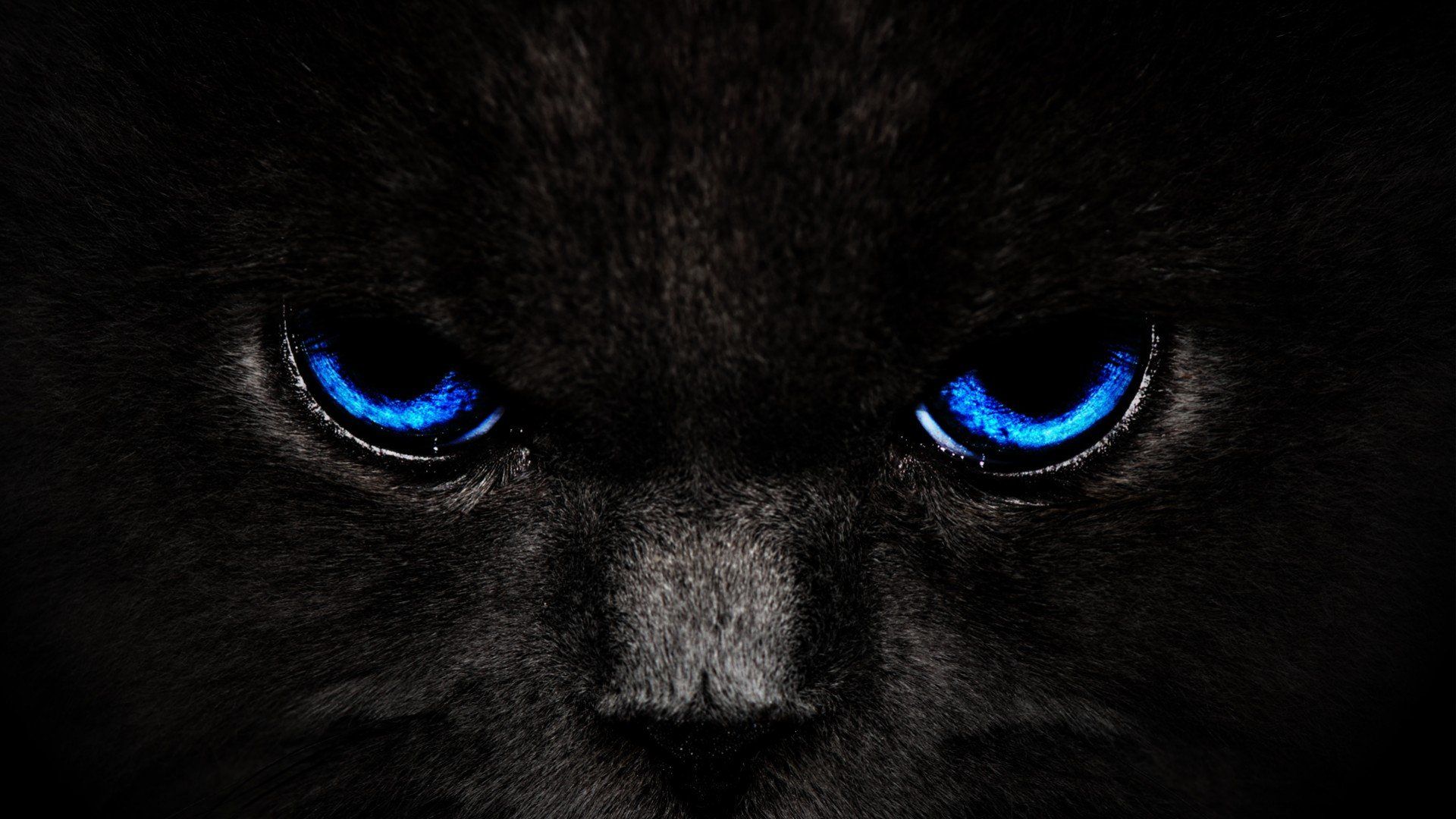 Black Panther Blue Eyes Wallpaper