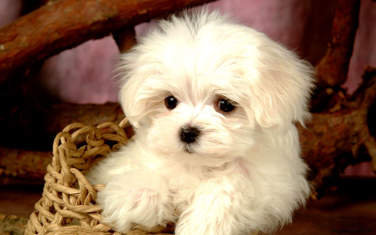 Maltese Dog Desktop Wallpaper