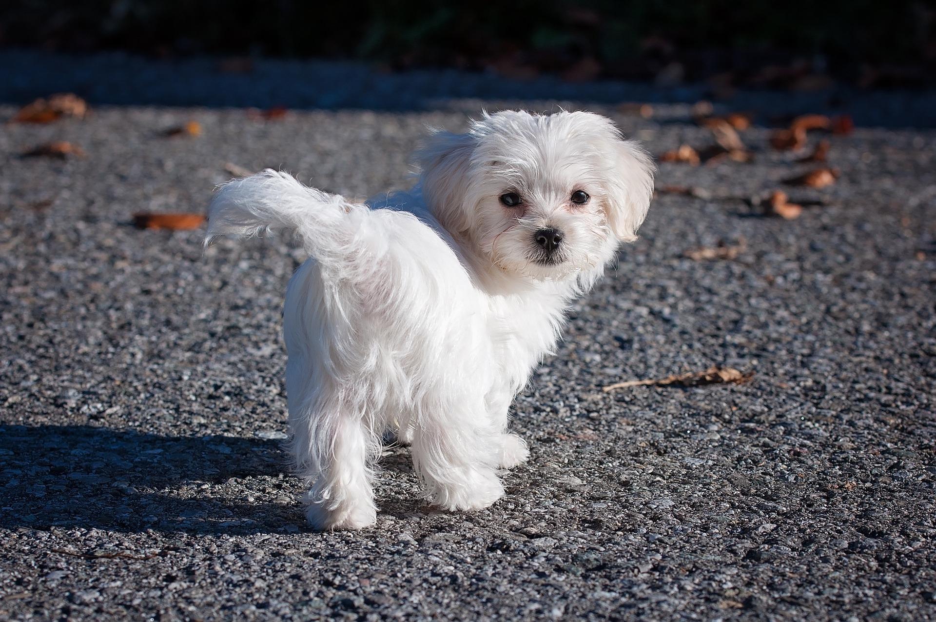 Maltese Dog Wallpaper HD for Android