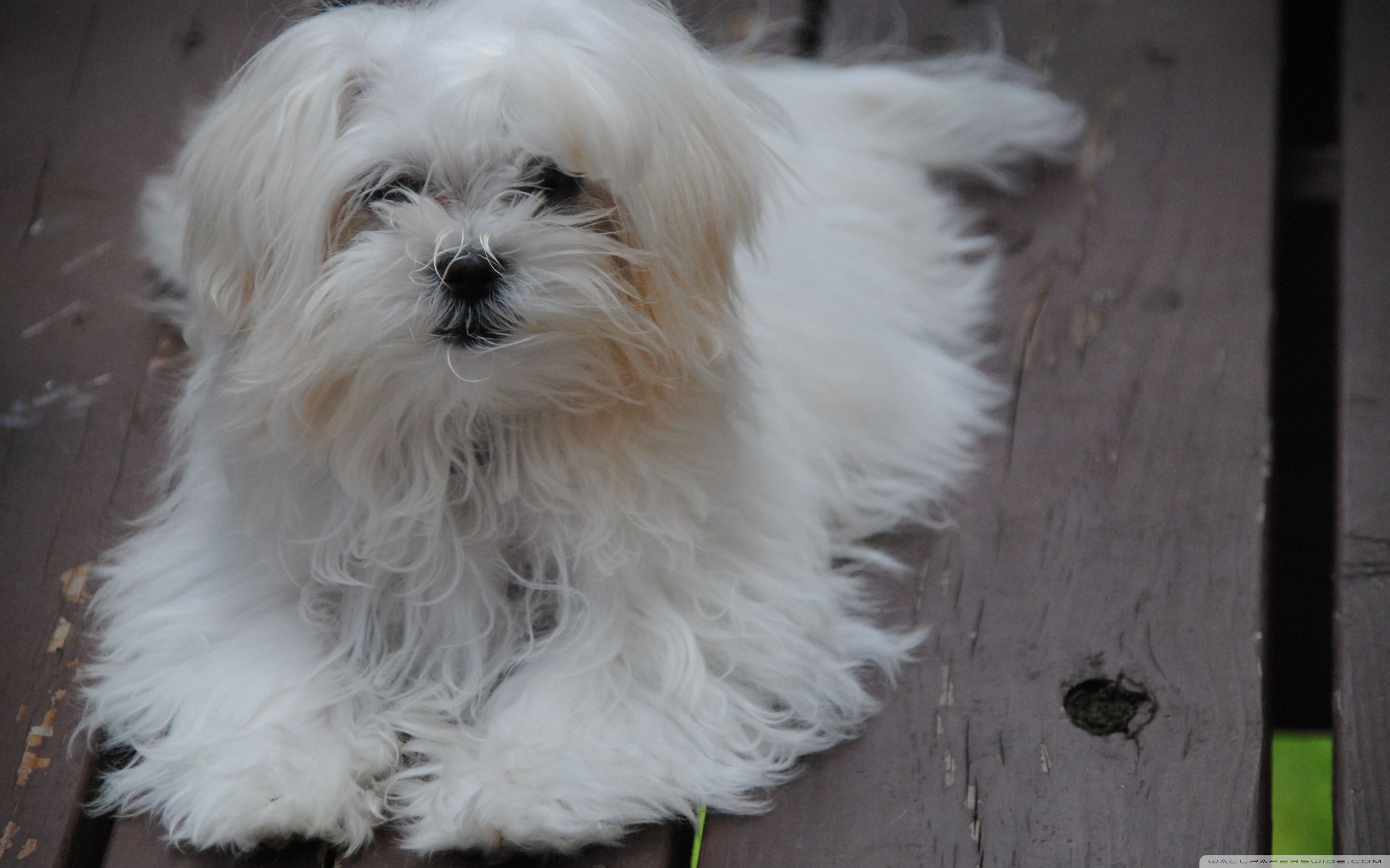 Download Maltese Puppy UltraHD Wallpaper