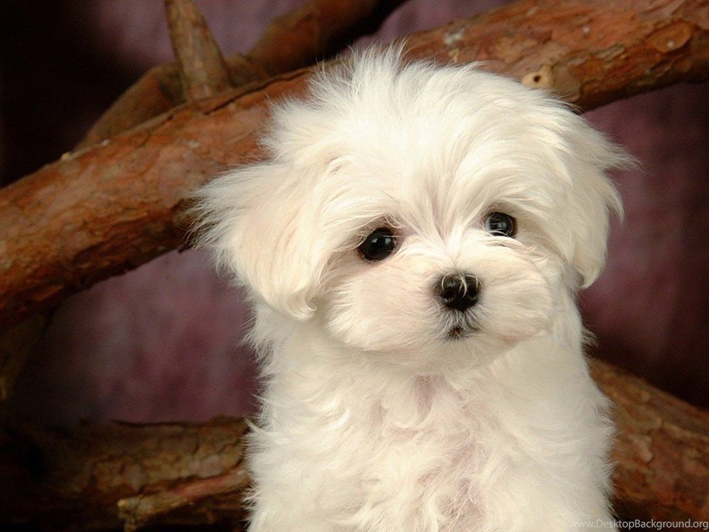 Maltese Dog Wallpapers - Wallpaper Cave