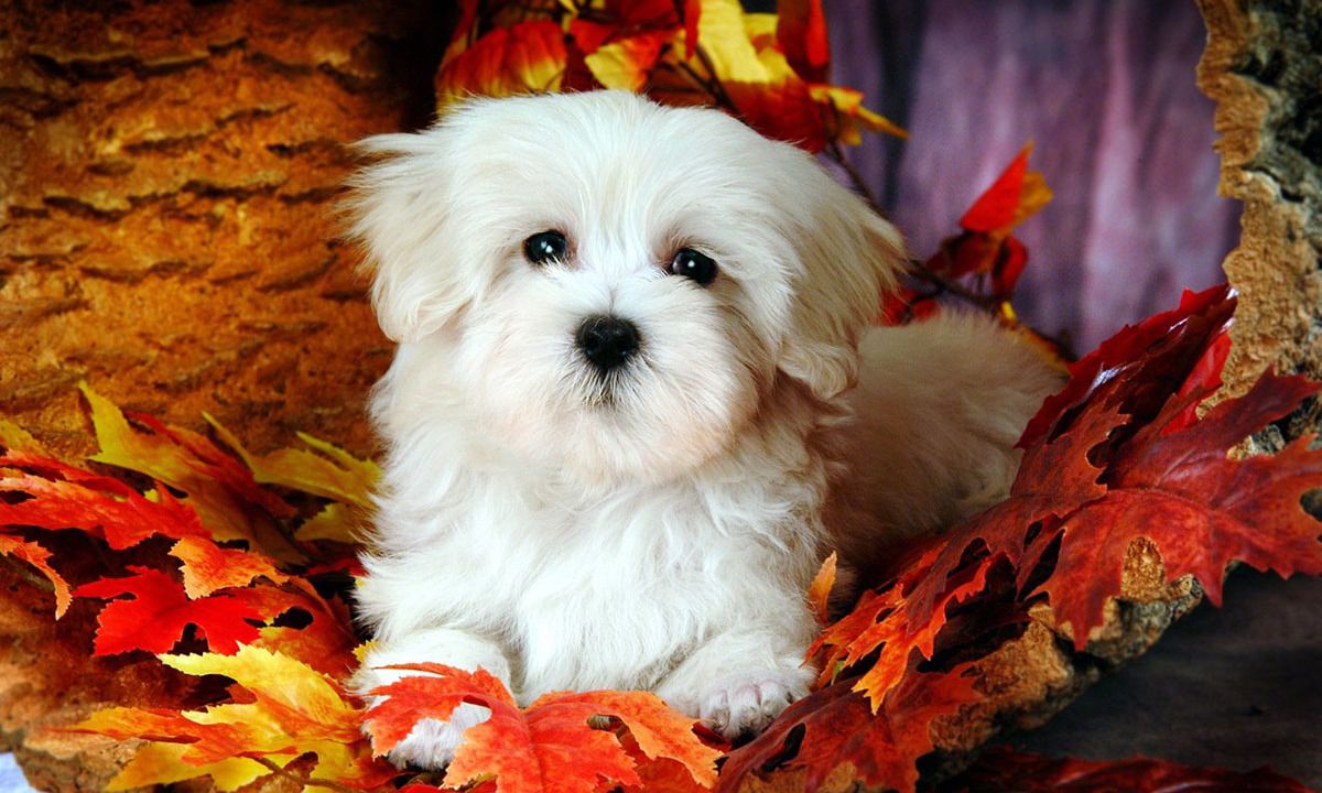 Maltese Dog Wallpapers - Wallpaper Cave