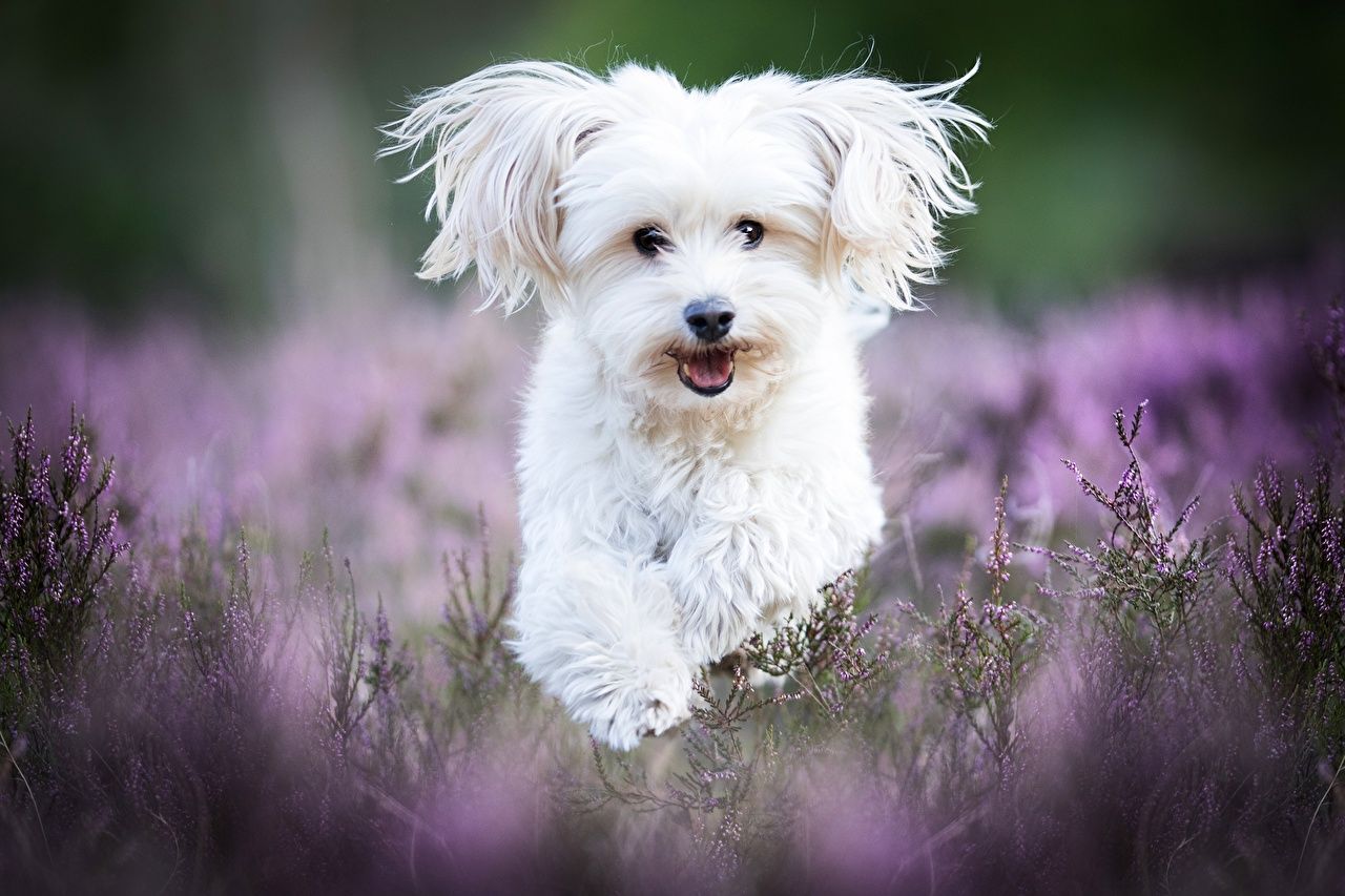 Wallpaper Maltese dog White Animals